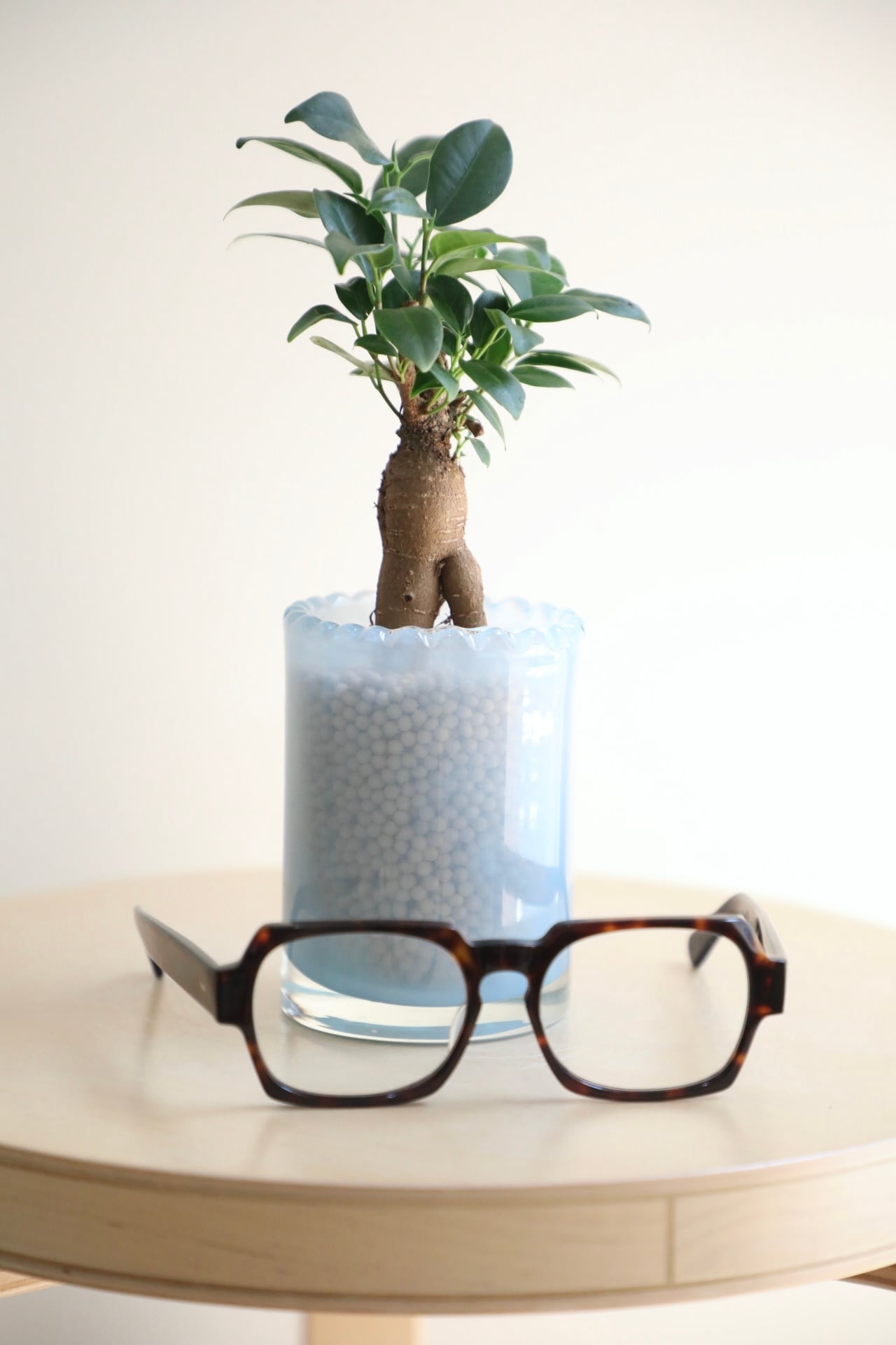 S】【土不使用】ガジュマル/Ficus microcarpa | 【厳選植物・器