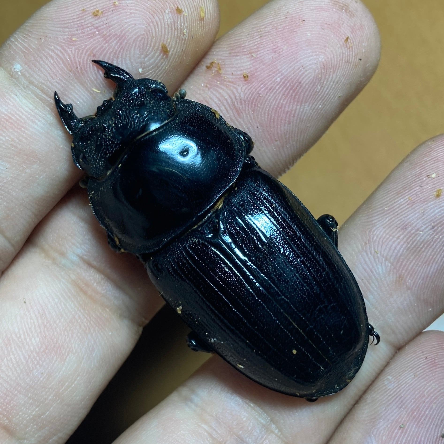 久留米オオクワガタ ♂85㎜ マツノインセクト