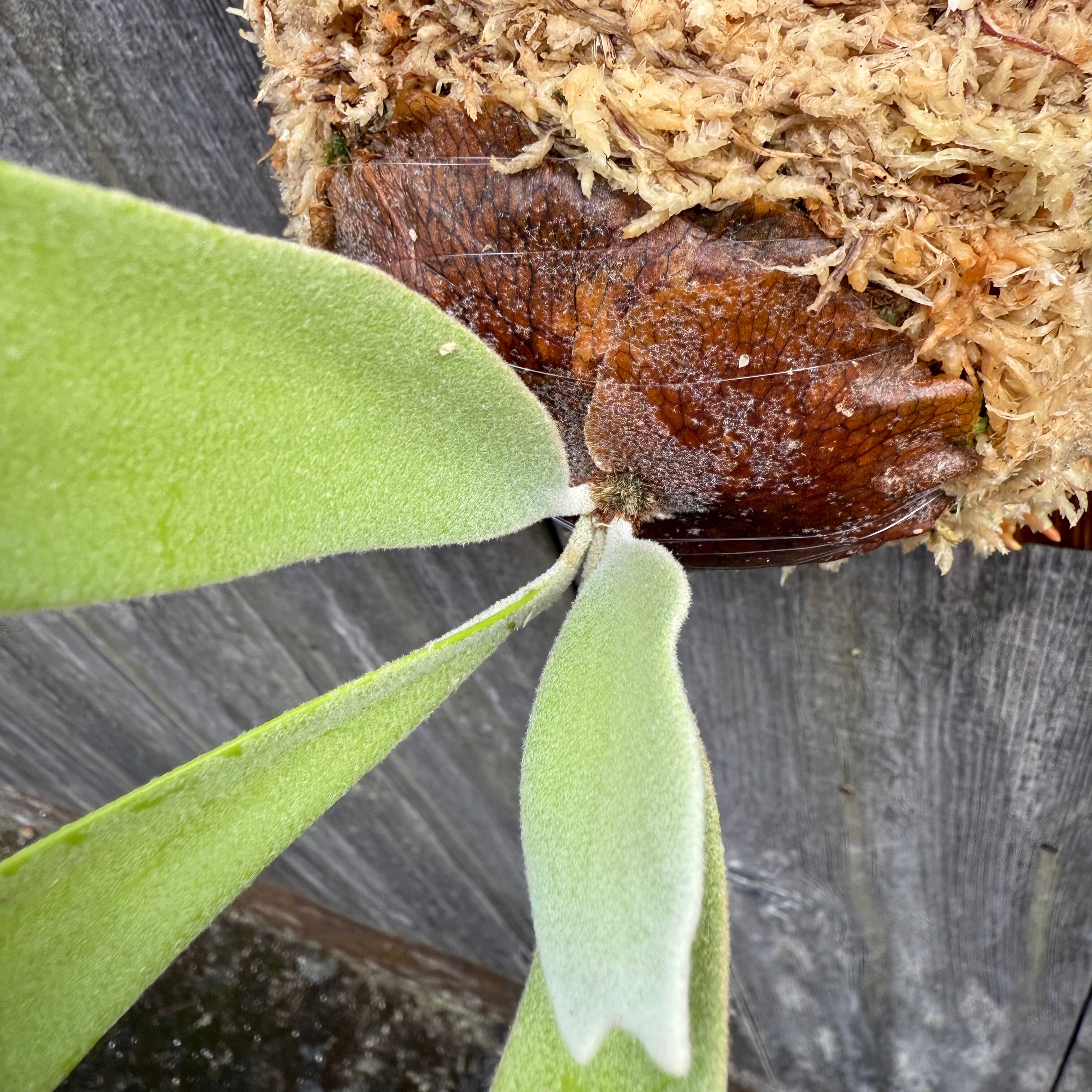 ビカクシダ willinckii aplus #2 dwarf form pup P. Willinckii Harvest Moon Spore Dwarf select pup 最大芽現況#鹿角