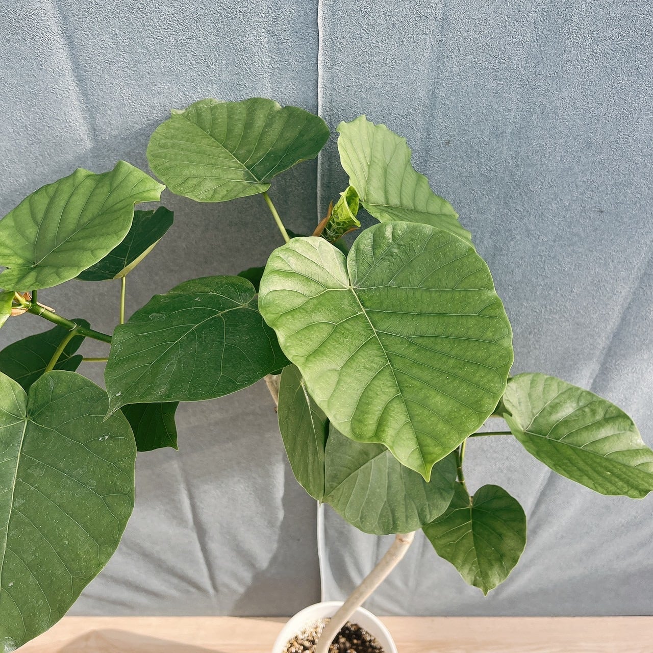 現品］19番 フィカス ウンベラータ 曲がり 7号 観葉植物 室内 ゴムの木