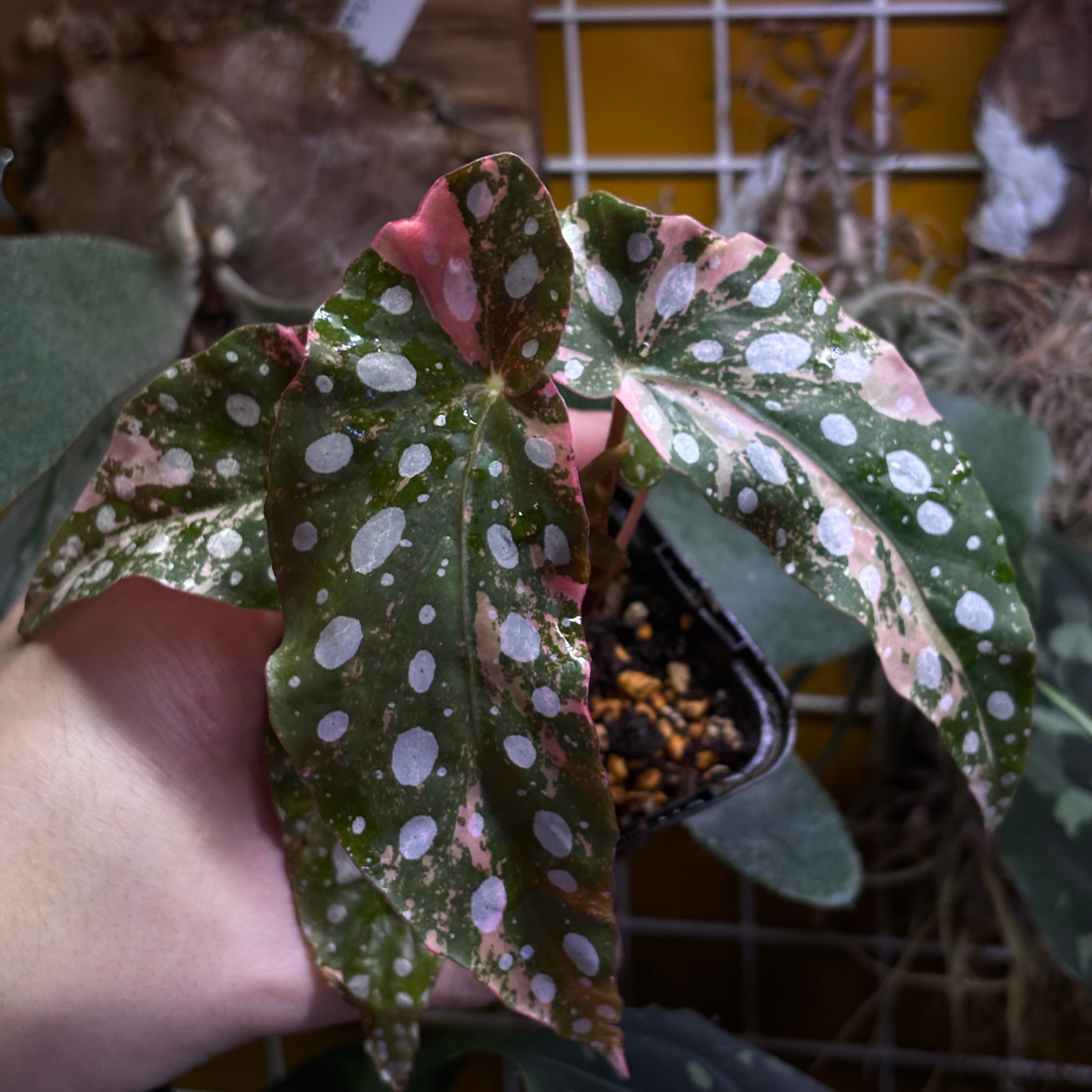 Begonia maculata 'Pink Variegated' | 熱帯雨林植物専門店 トイ吉園芸