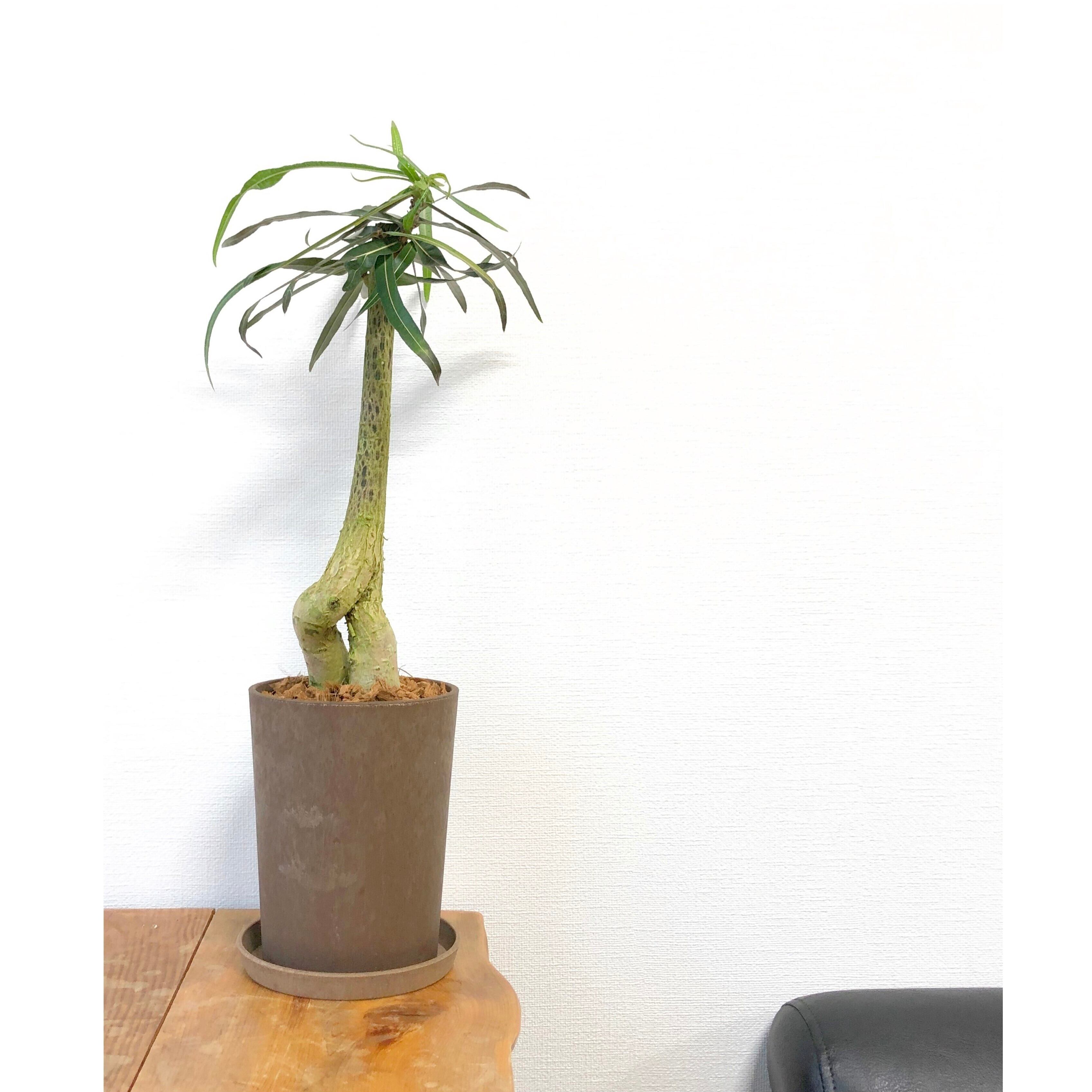 ミニ観葉 ブラキキトン アケリフォリウス Jp Farmers Com