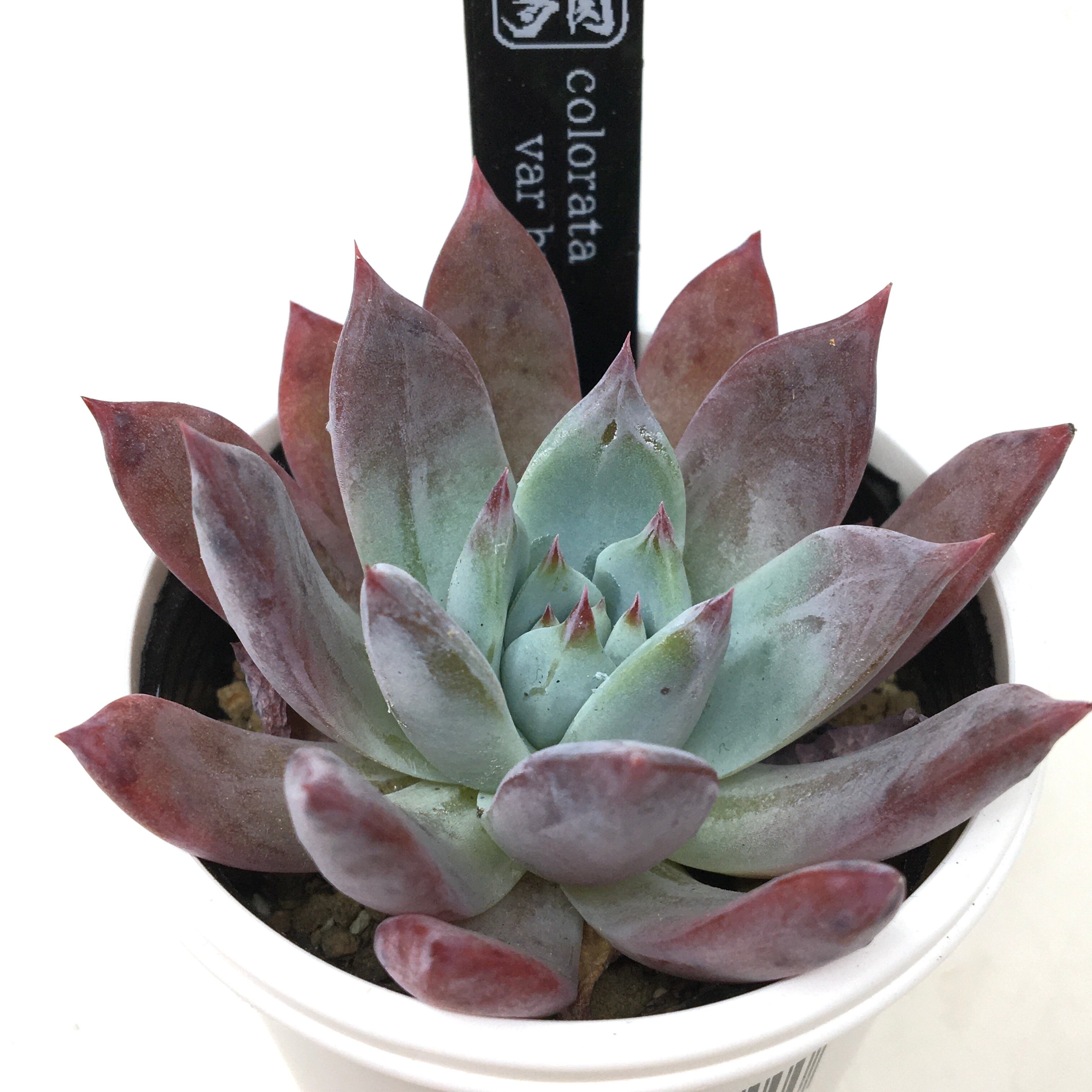 AJ多肉さん苗 エケベリア colorata var brandtii【007】