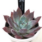 AJ多肉さん苗 エケベリア colorata var brandtii【007】