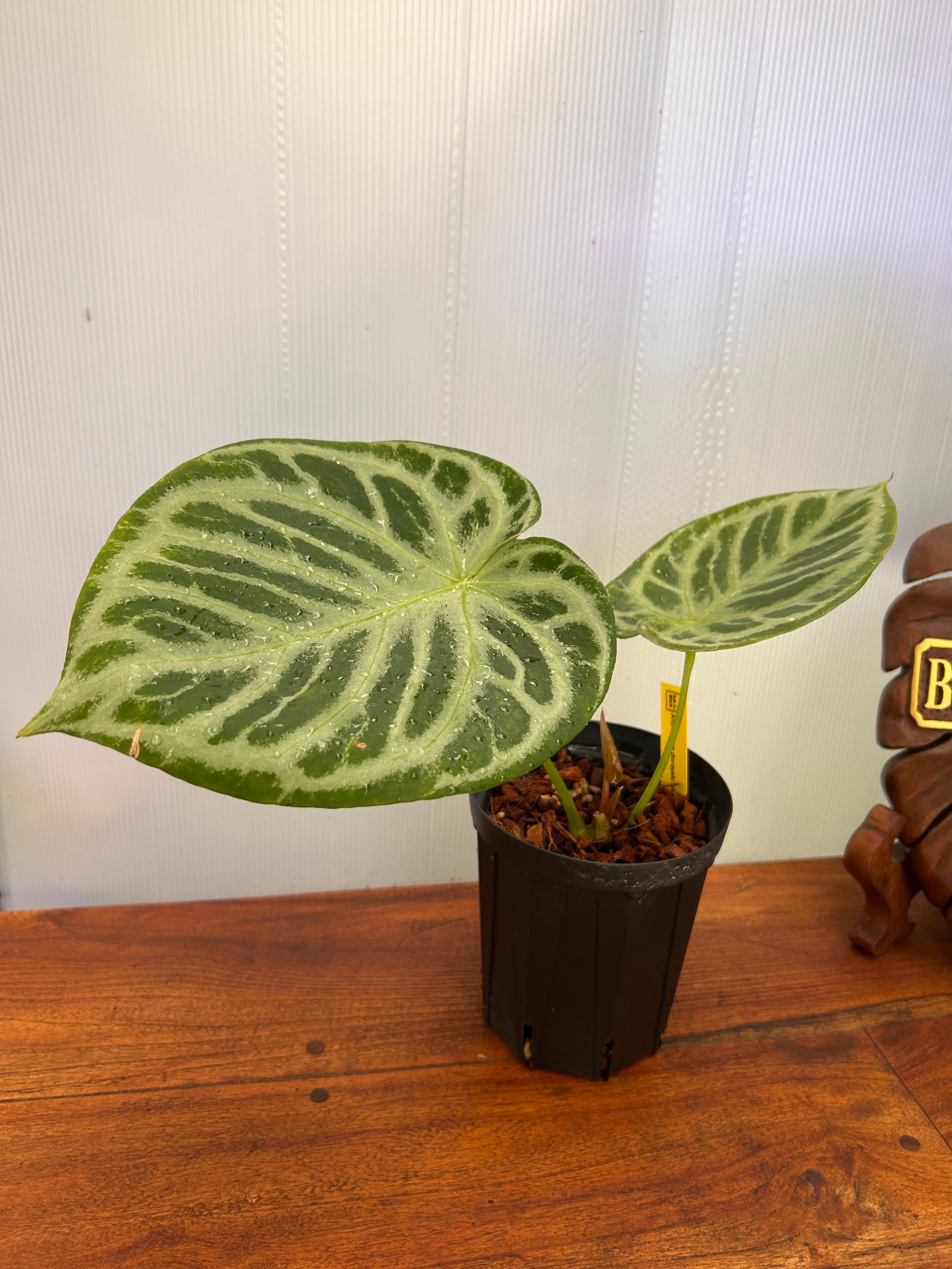 Anthurium | BALI-AN 園芸
