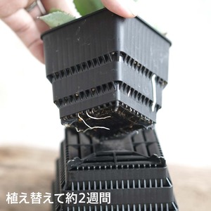 Meshpot HIGH 8cm ホワイト 4個セット