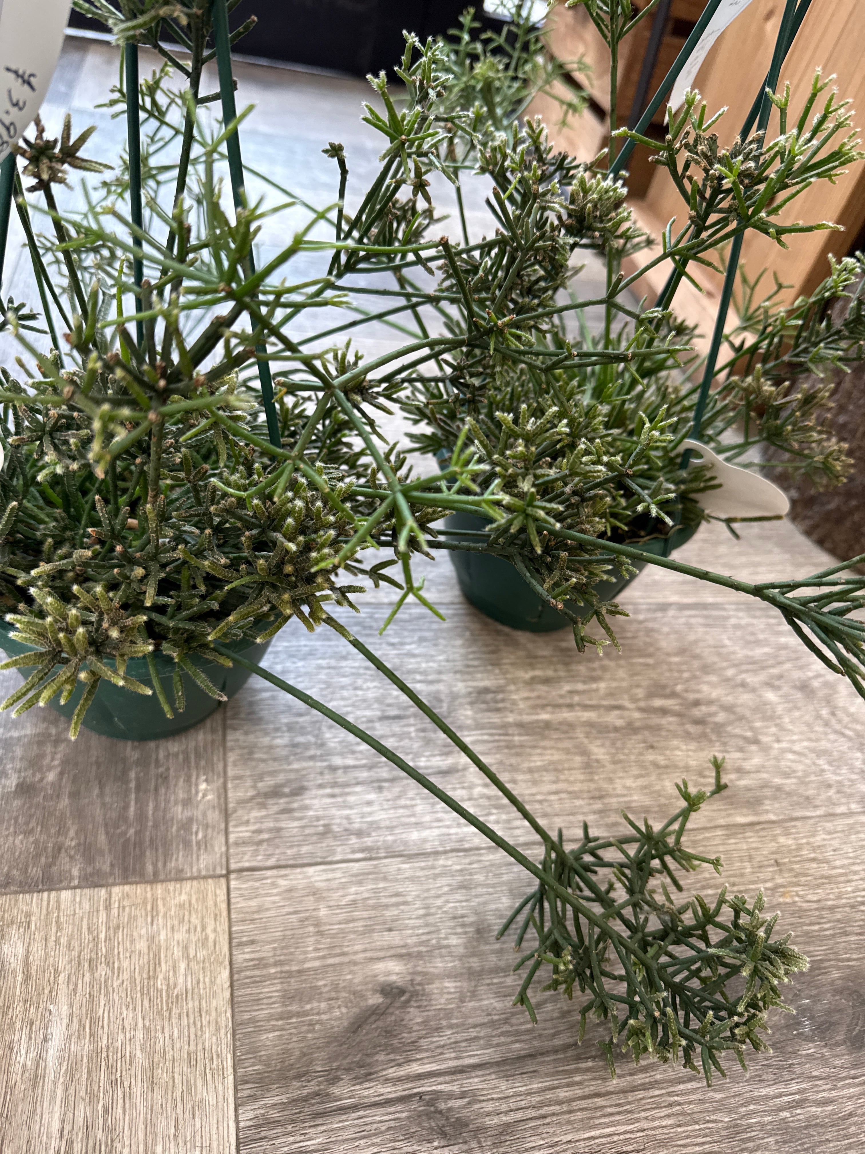 多肉植物 | Gardenえん 【観葉熱帯植物】