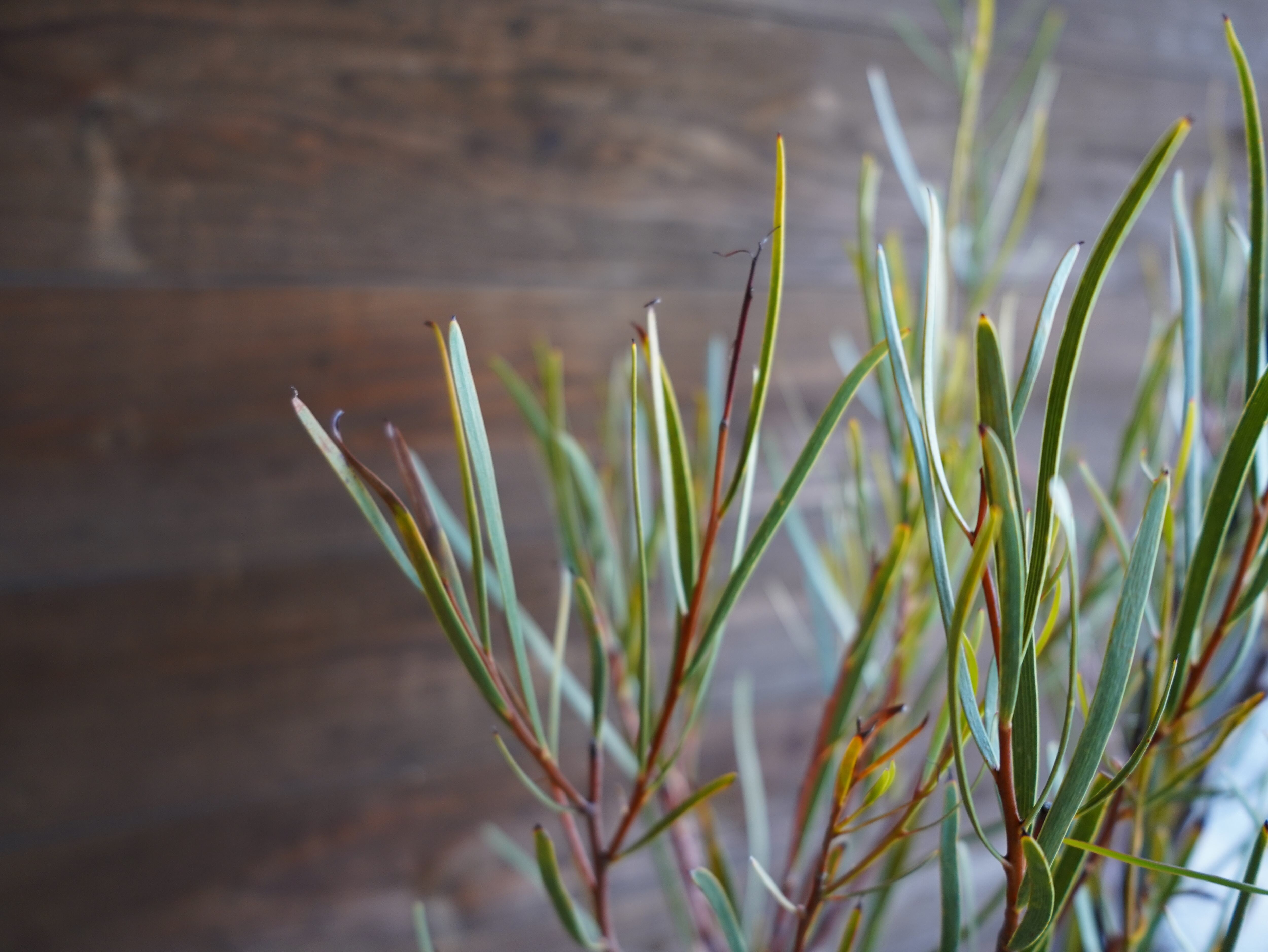 【現物】ハケア　”マルチリネアータ”