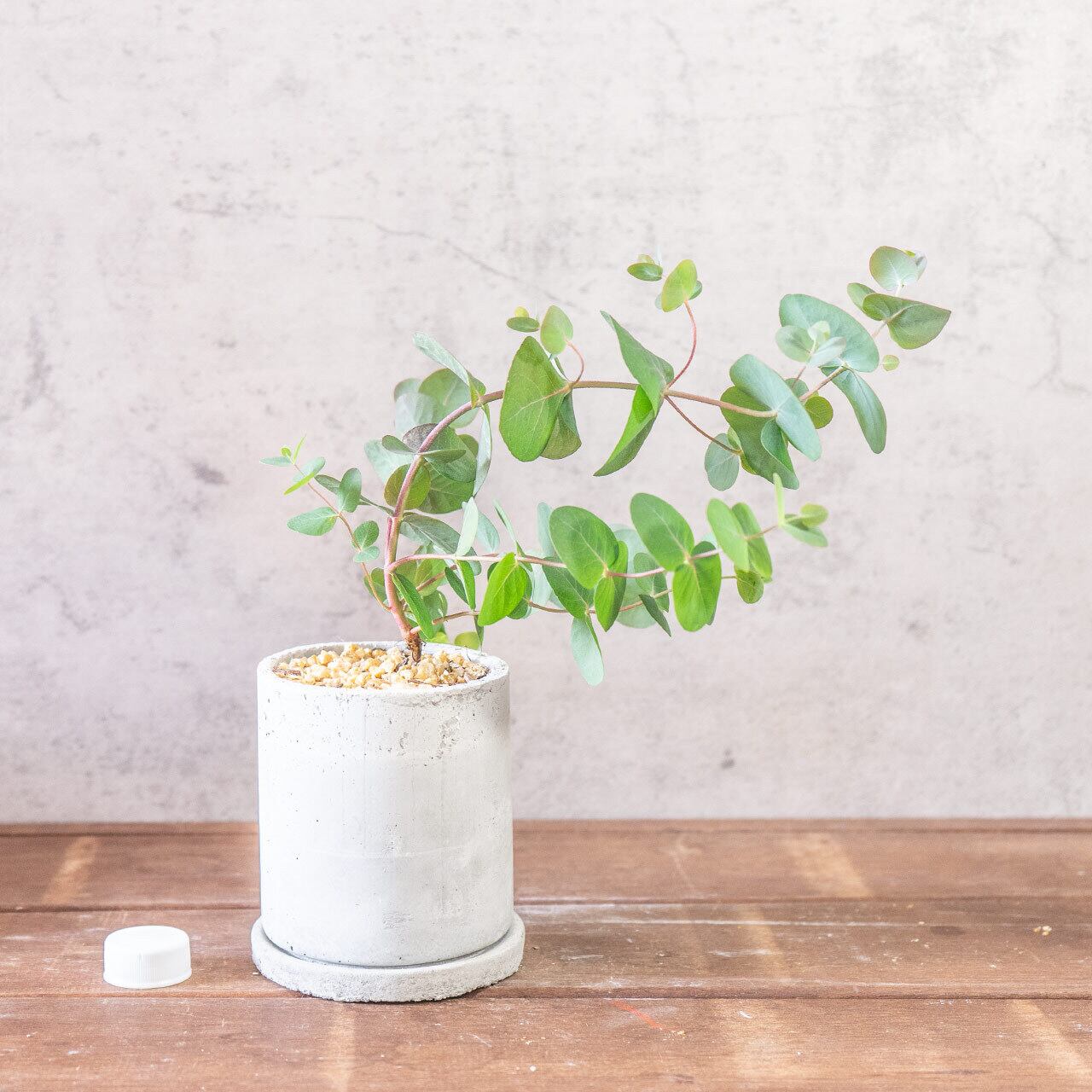 【厳選仕入れの逸品】優雅なアーチを描く枝が美しいユーカリ・ポポラス。手づくりモルタル鉢で洗練された空間を／虫発生抑制