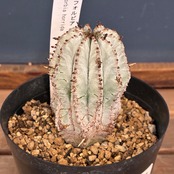 【クリアランスセール対象商品】ユーフォルビア 白衣ホリダ【695】【再撮影】