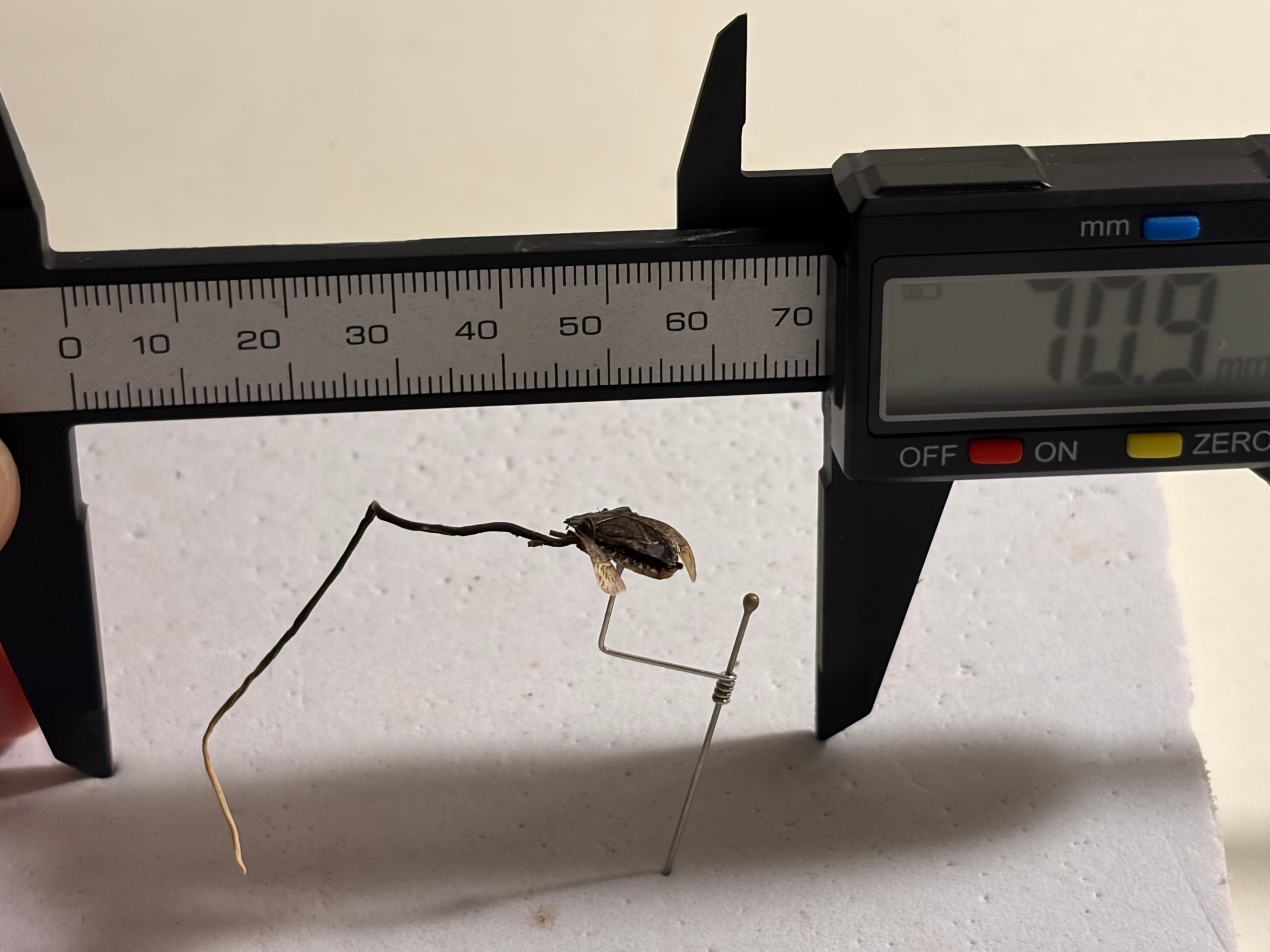 国産亀虫茸】 カメムシタケの標本 冬虫夏草 標本 | オモニキチュウ