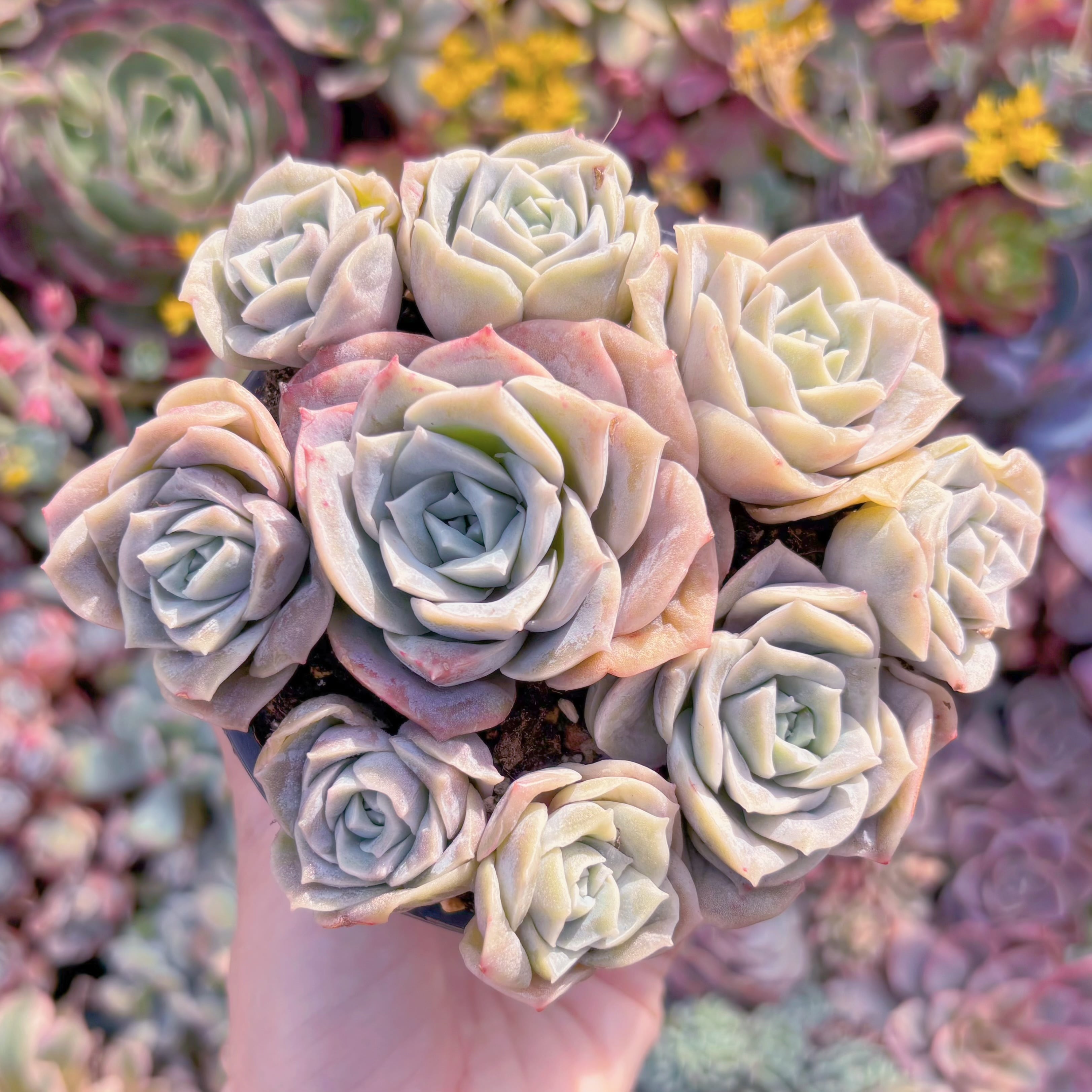 現品　ラブリーローズ#831　るる農園