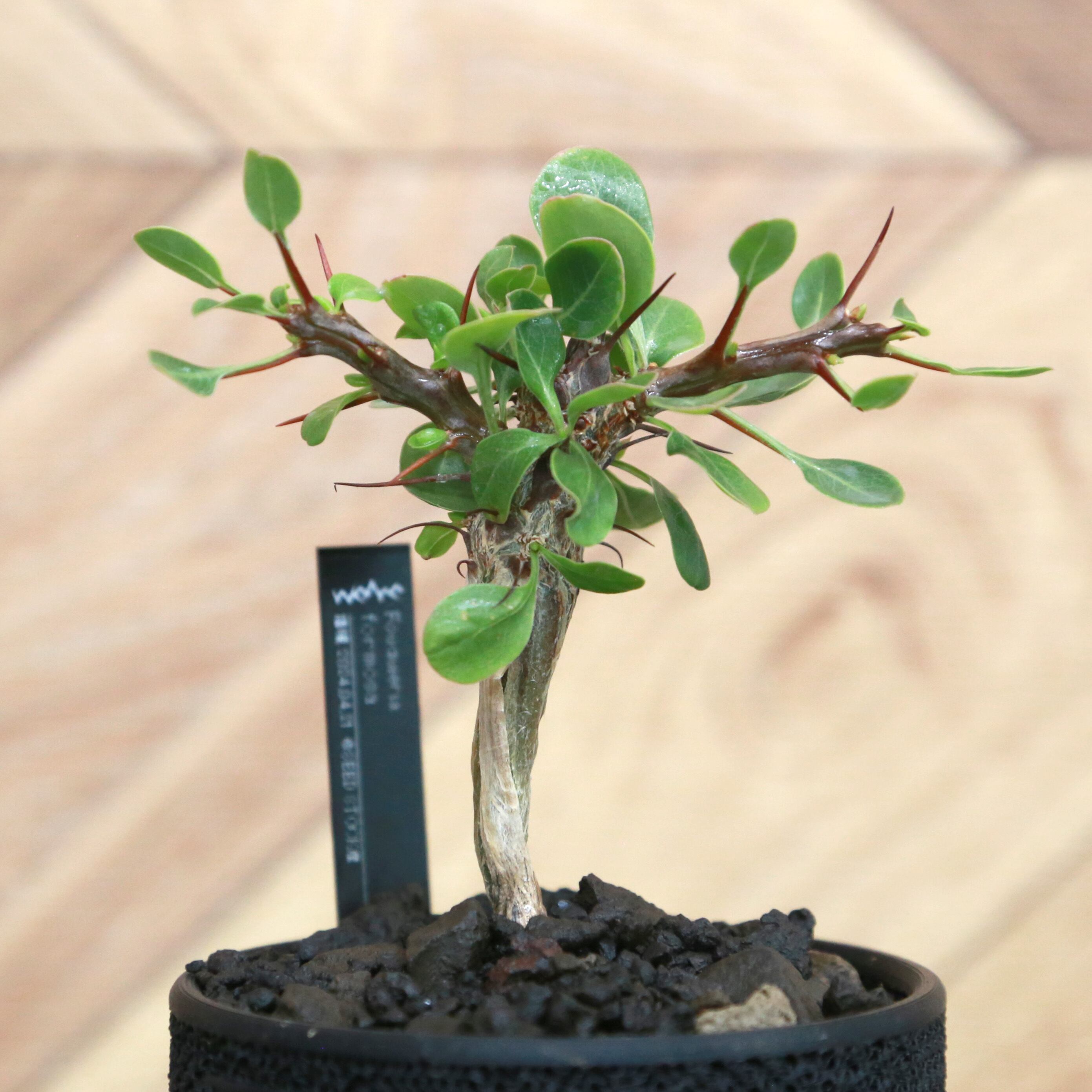 Fouquieria formosa フォークイエリア フォルモサ / 実生(逆さボトル幹