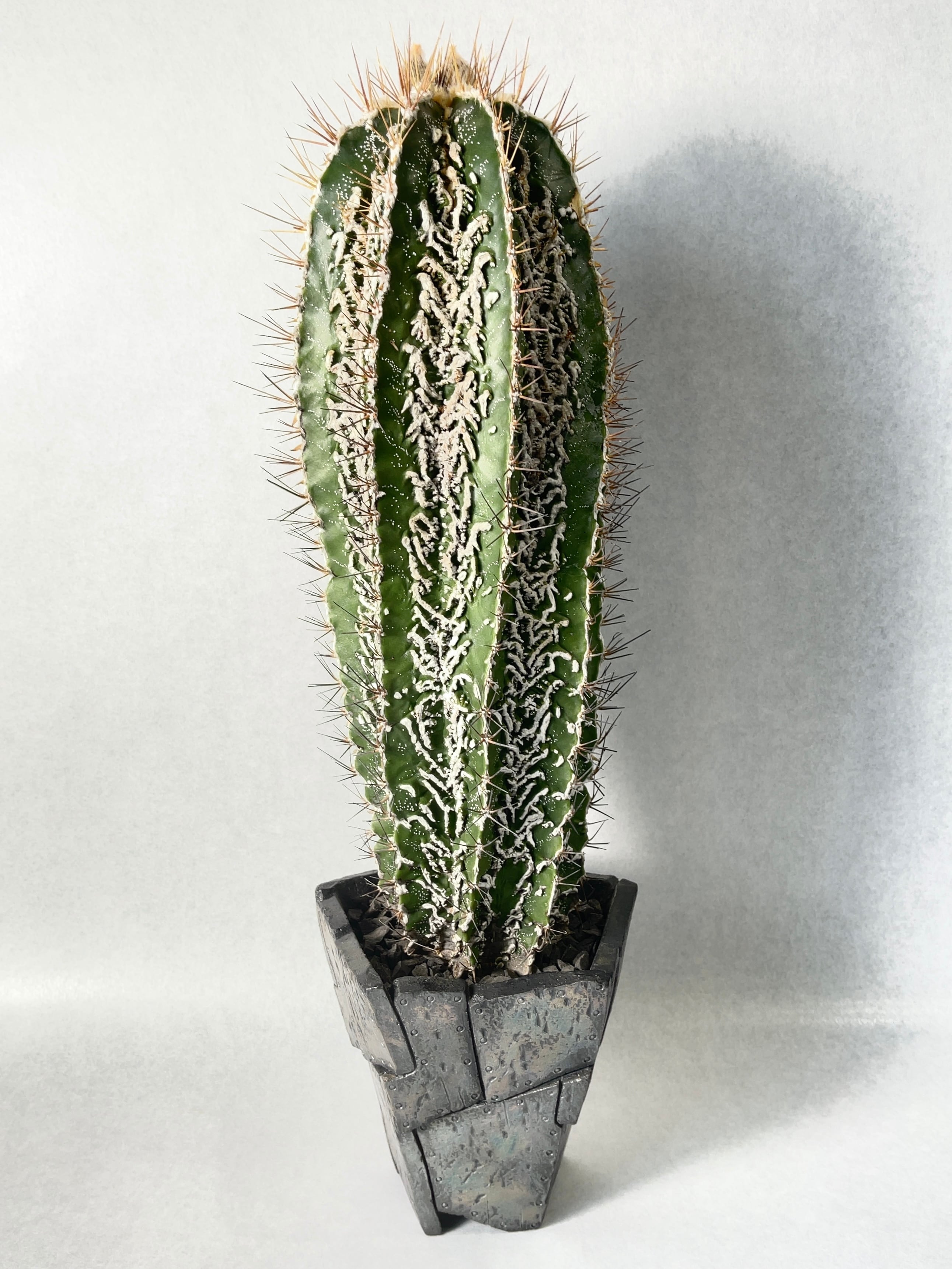 アストロフィツム・白条複隆般若 | trigger