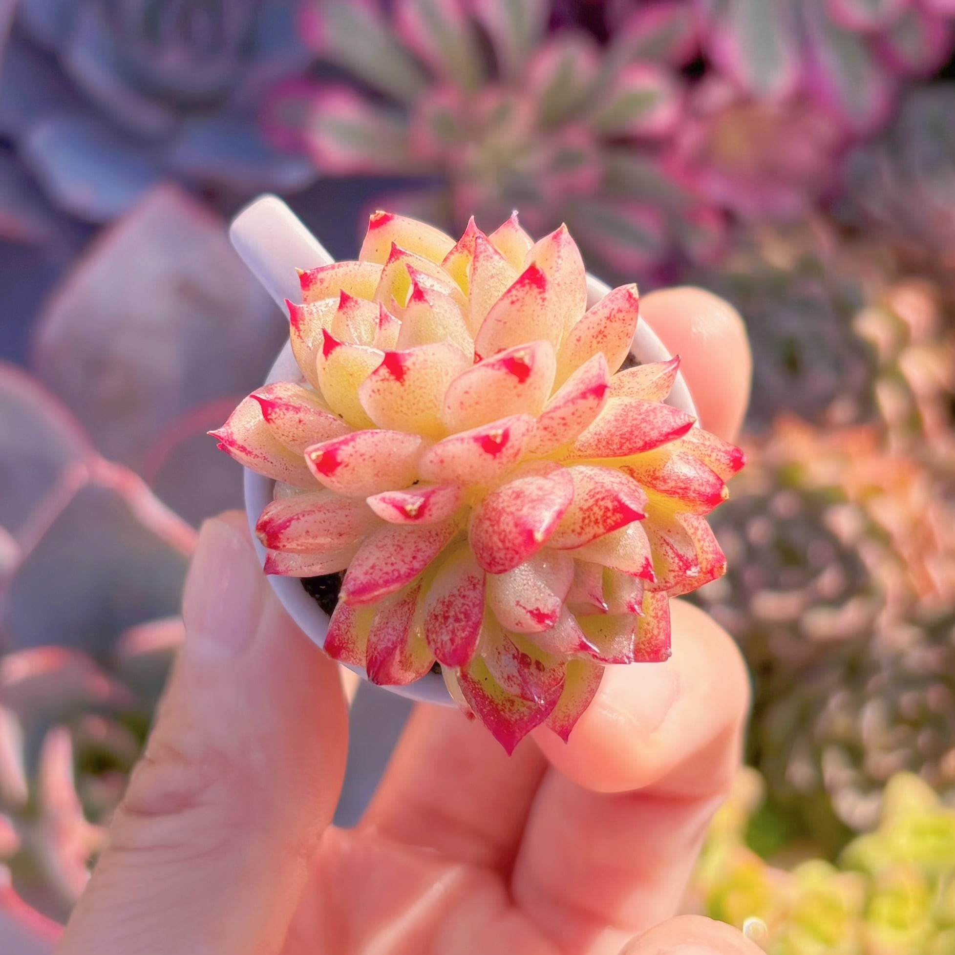 多肉植物　楓の葉　群生　新入荷　るる農園