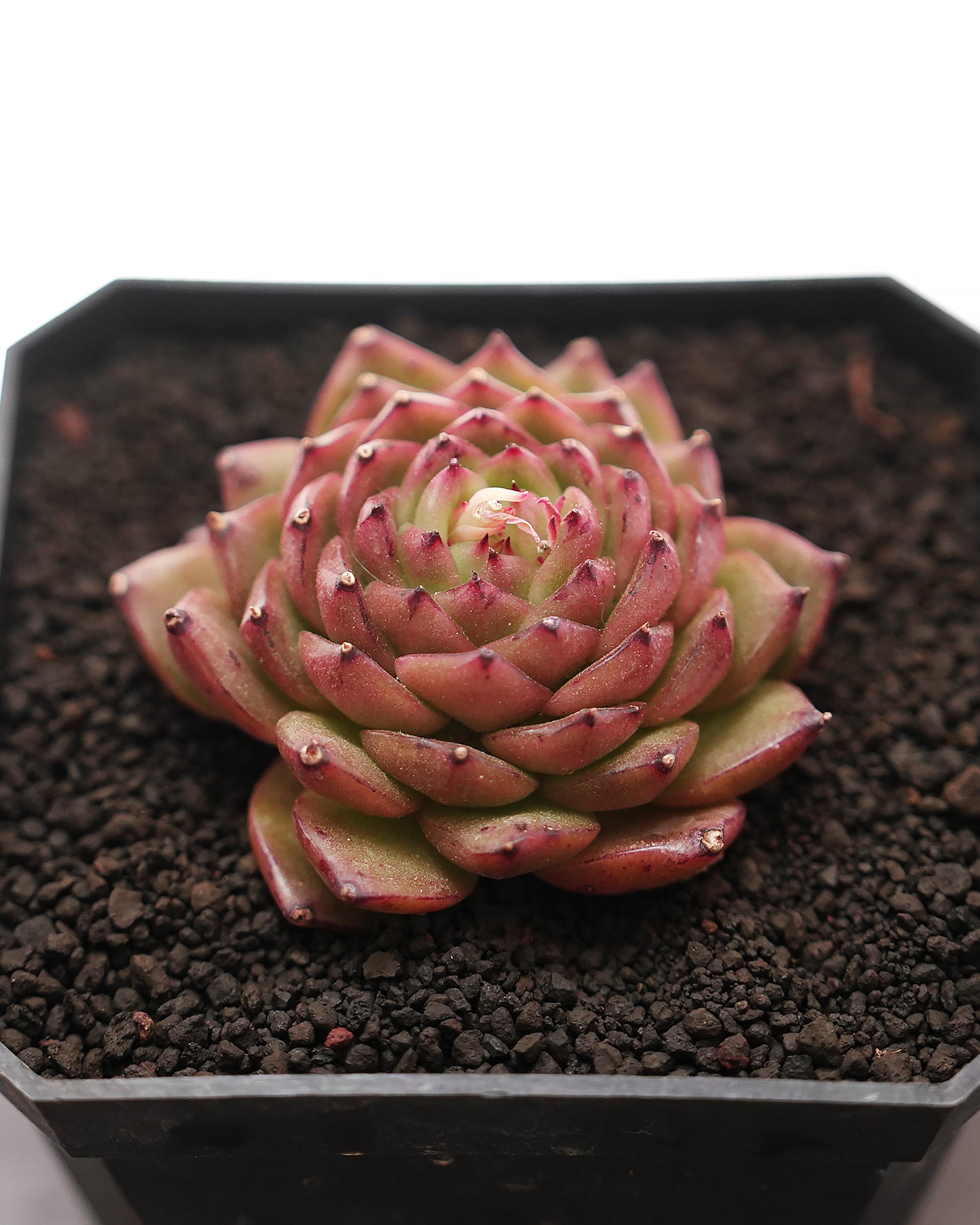 NEW RELEASE | PUKUBOOK SUCCULENTS