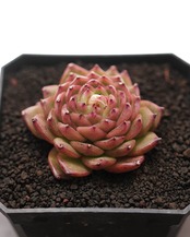 カット苗 パイレーツオブカリビアン Echeveria 'Pirates of the Caribbean'