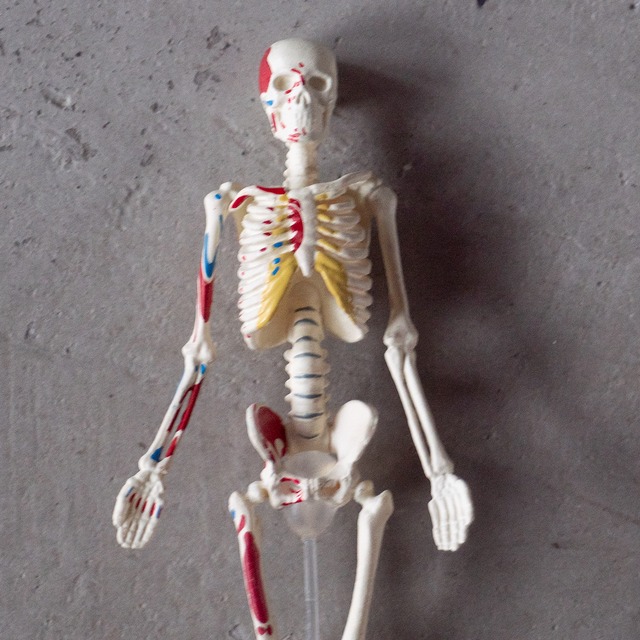 "KYOTO KAGAKU" used Human body mini model