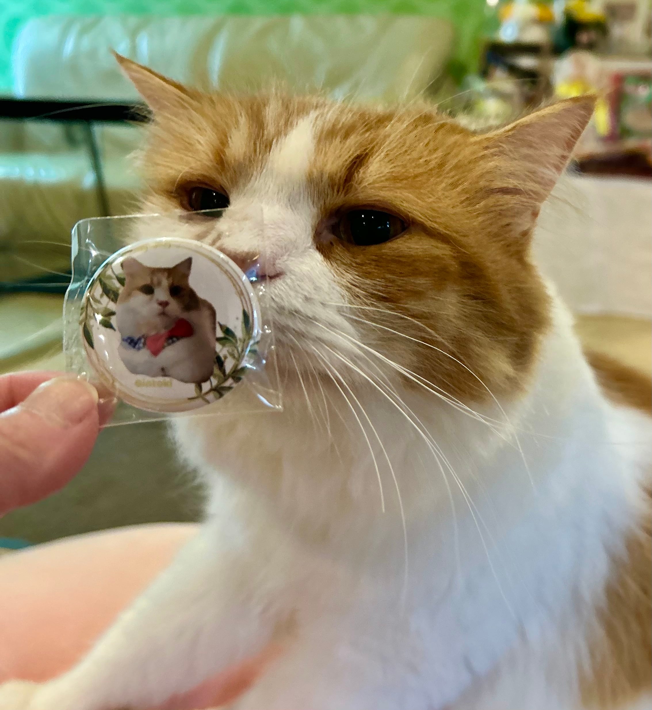 在籍猫スタッフたちのオリジナル缶バッジ♪ 各種 | ねこｶﾌｪなる ｜長野