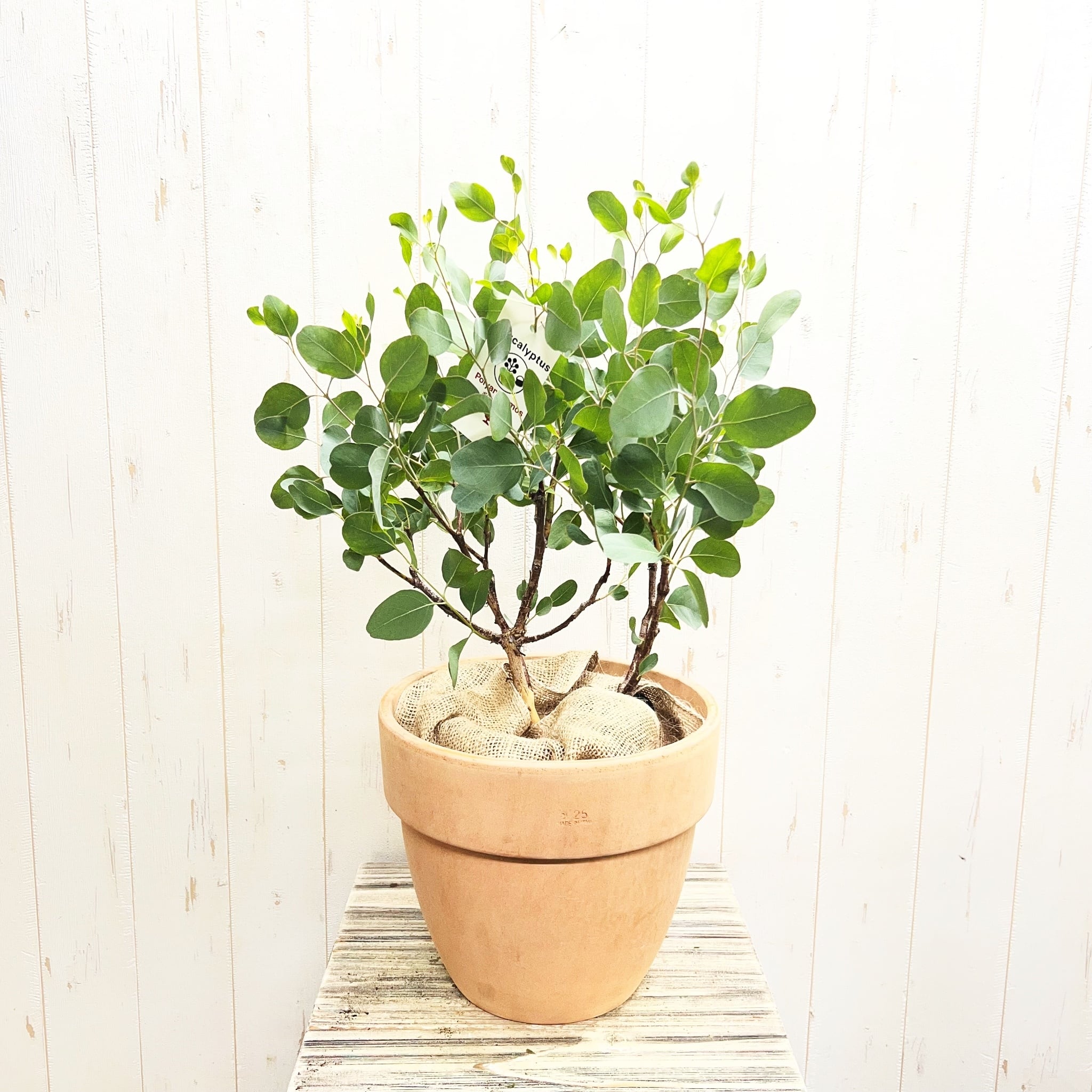 ユーカリ ポポラス テラコッタ鉢植え｜丸葉がかわいい人気品種