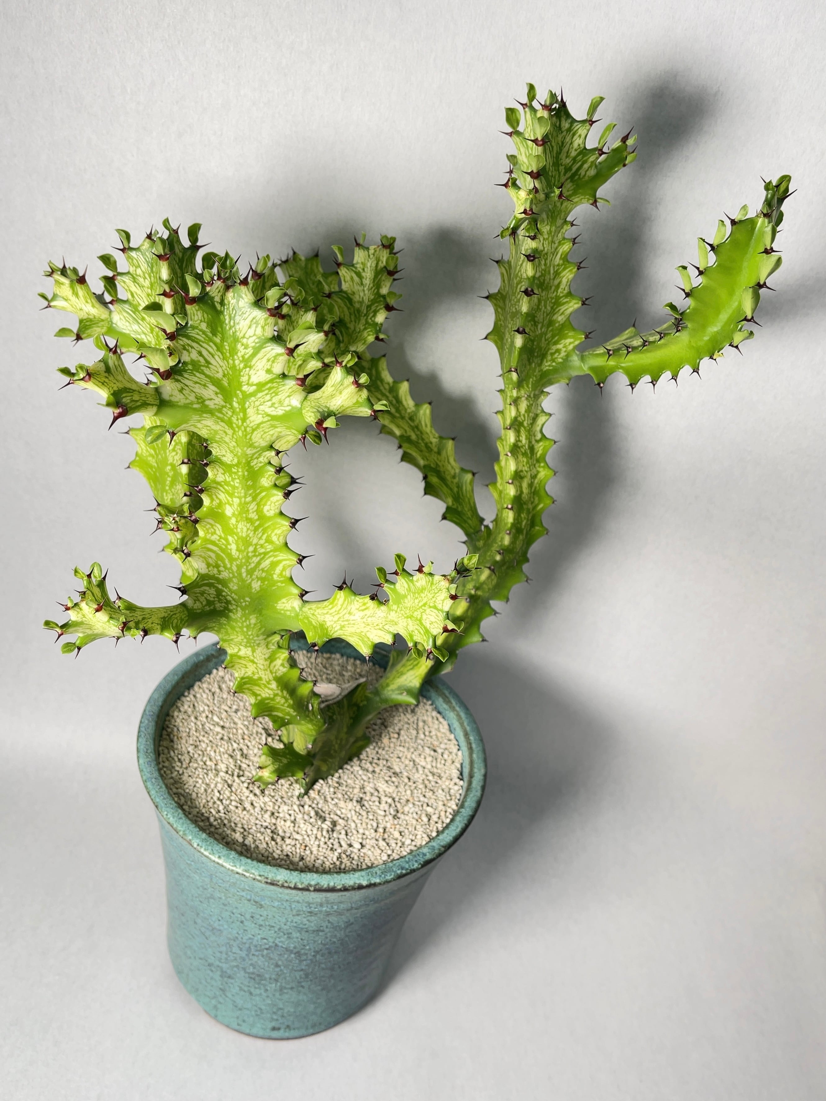 ユーフォルビア・イエローゴースト | trigger