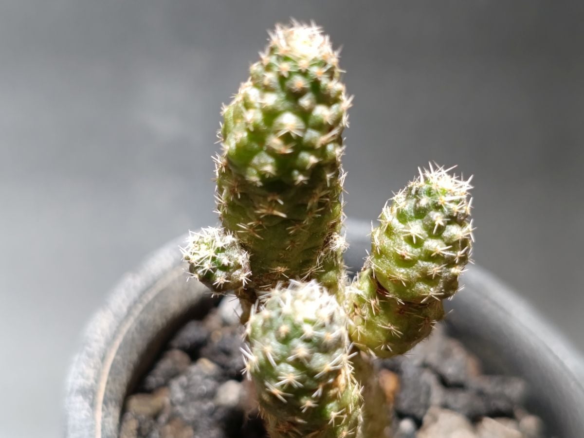 Phytolacca dioica フィトラッカ ディオイカ (オンブー) | サボテンと