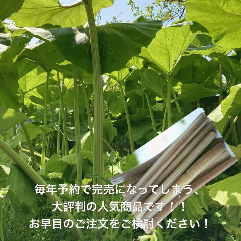 山形県産 フキ塩漬け 細め 5kg (1kg×5袋)塩蔵 山ふき 蕗 山菜