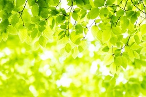 臼井式レイキ遠隔伝授　セカンドディグリー（リアルタイム再伝授）