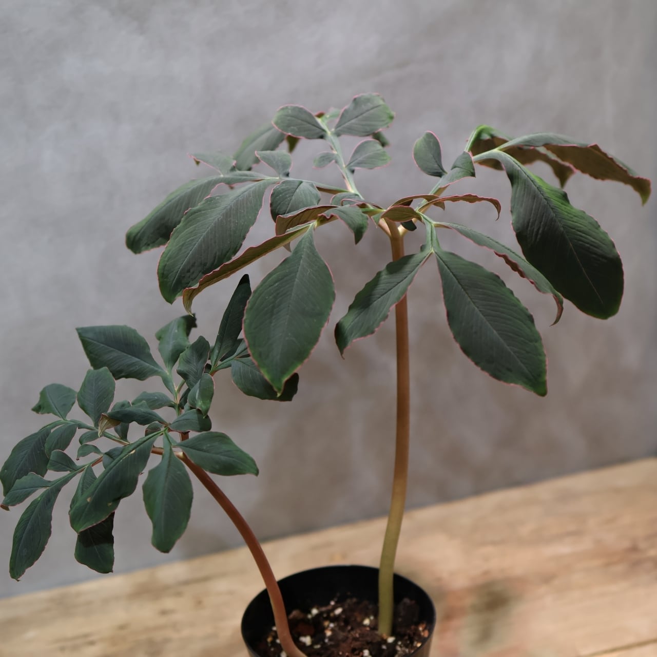 333 怪植物の美『アモルフォファルス・アトロビリディス』観葉植物