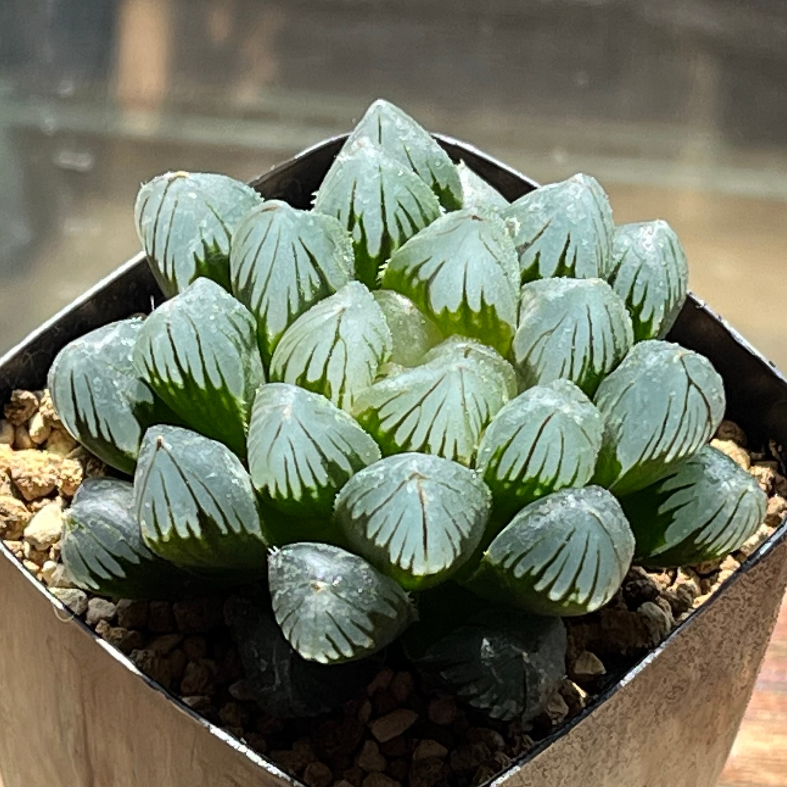 ハオルチア B型コンプトミュータント錦 ハオルチア B型コンプトミュータント錦 | mocono_plants