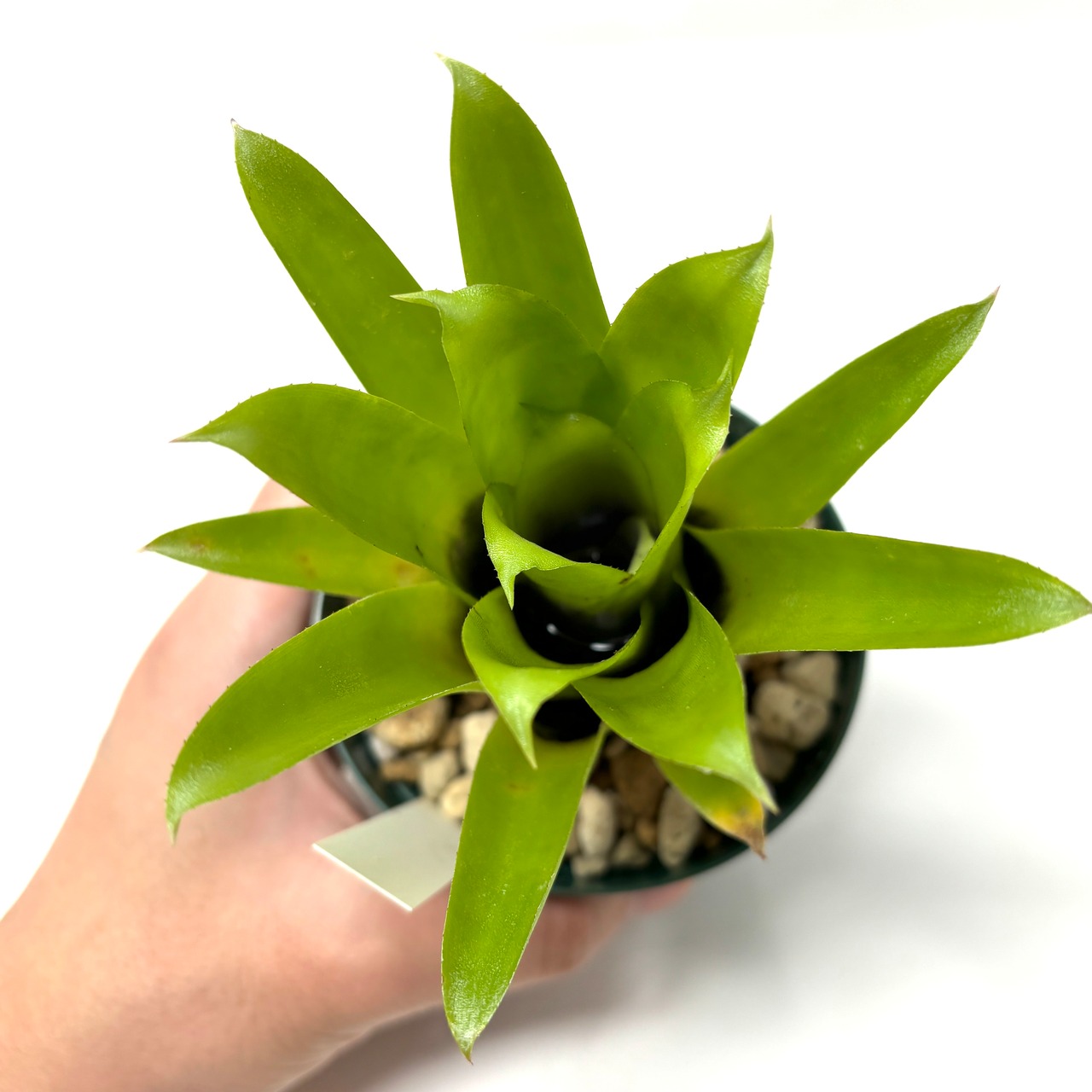 エクメア recurvata ×calyculata