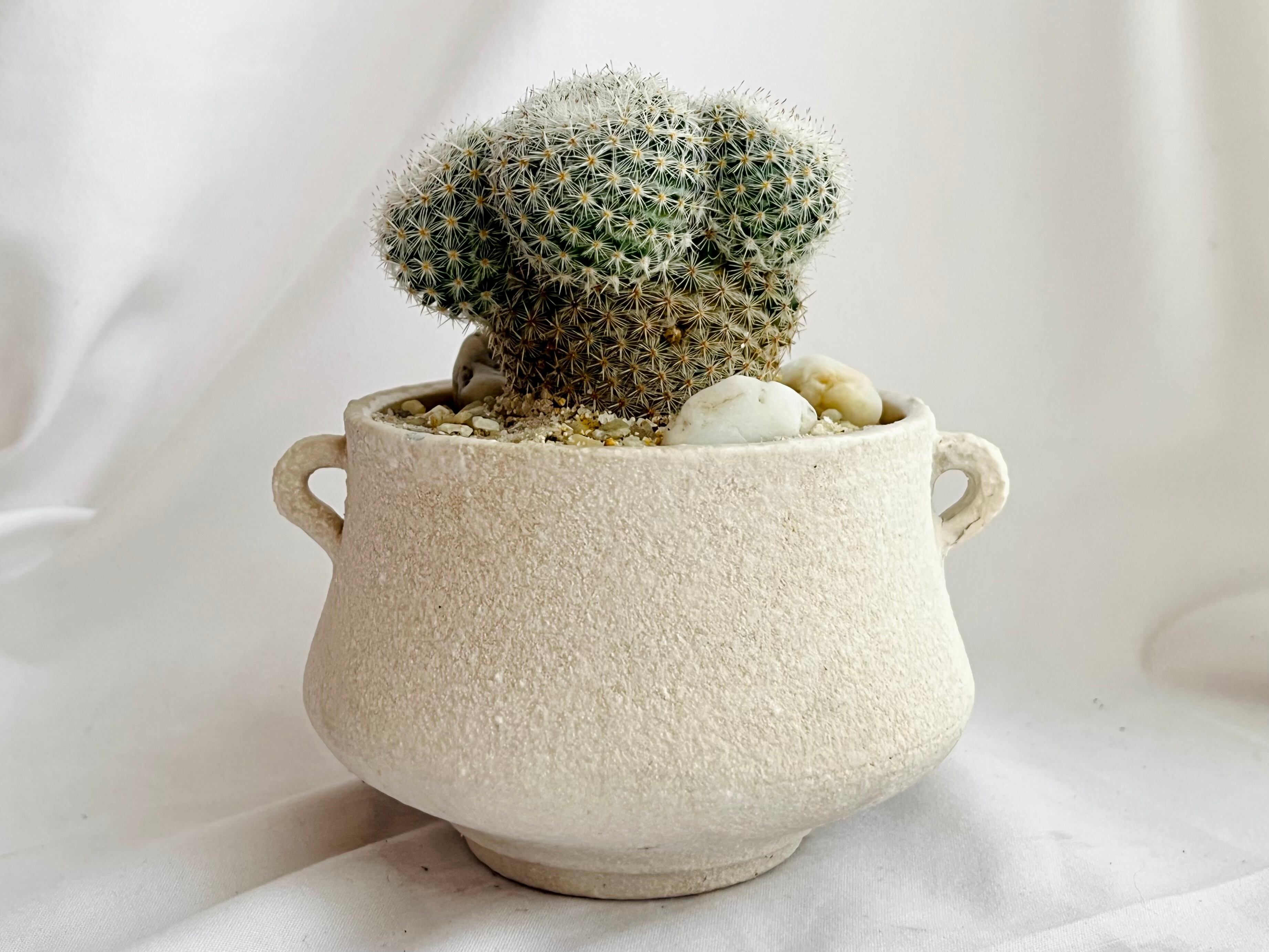 Mammillaria albilanata マミラリア 希望丸 サボテン | plants MARU
