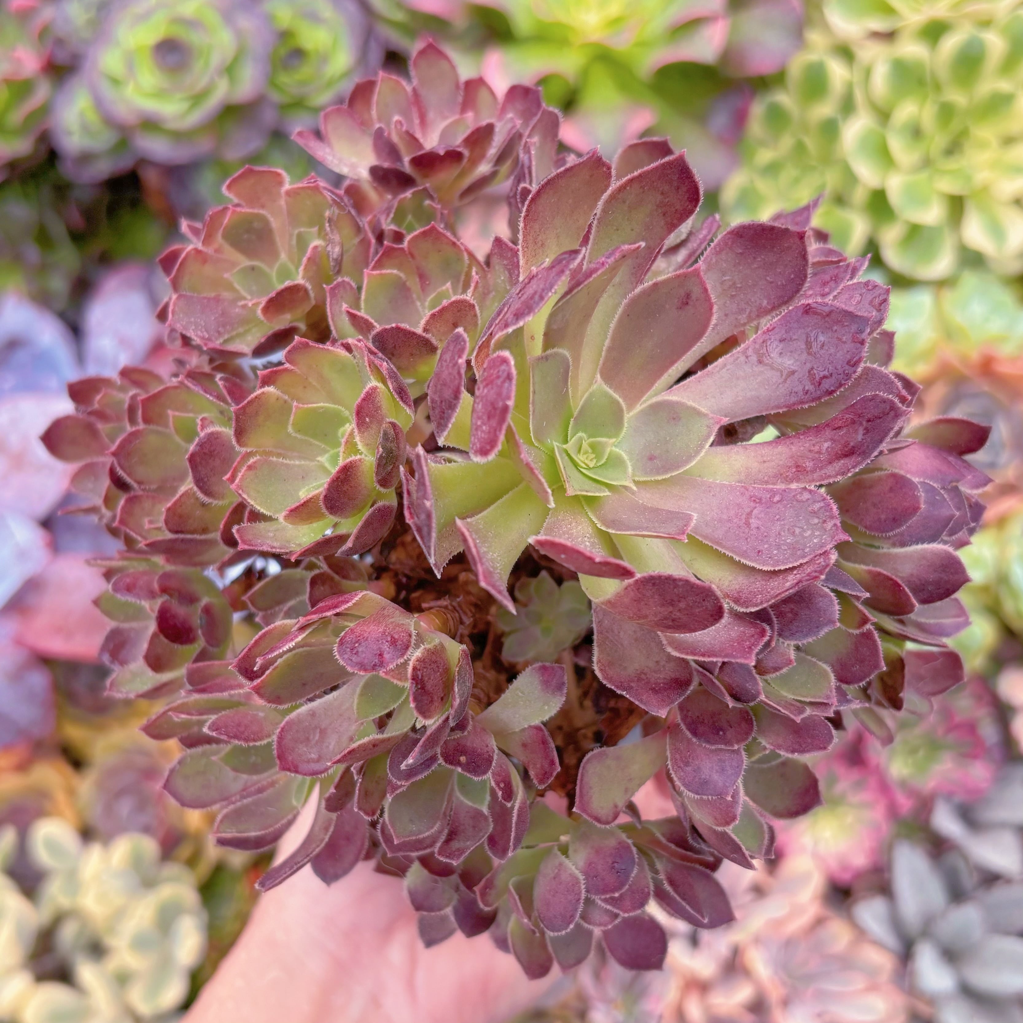 現品　plum purdy#B57　大群生　るる農園