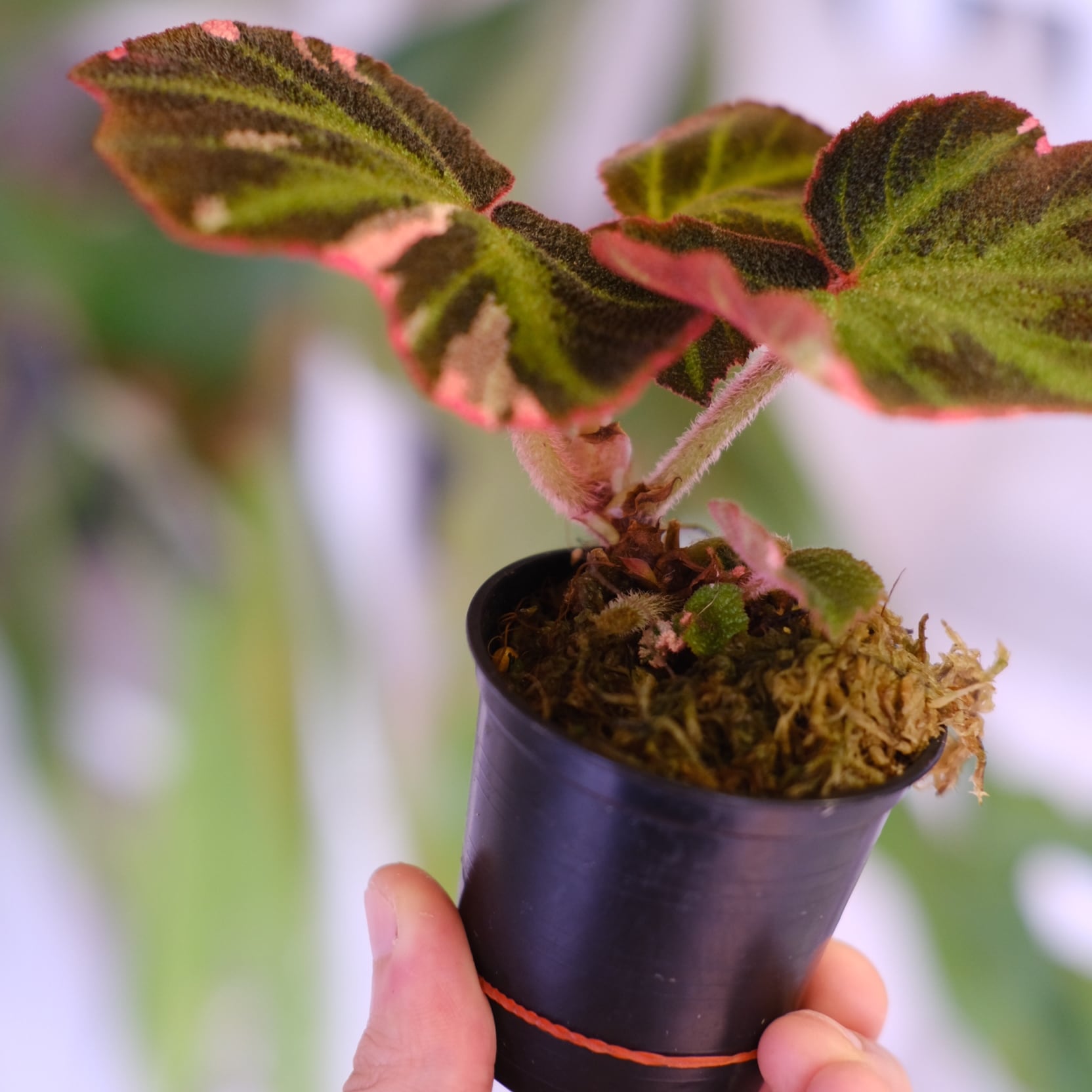 Begonia soli mutata Variegated│ベゴニア ソリムタータ バリエガータ