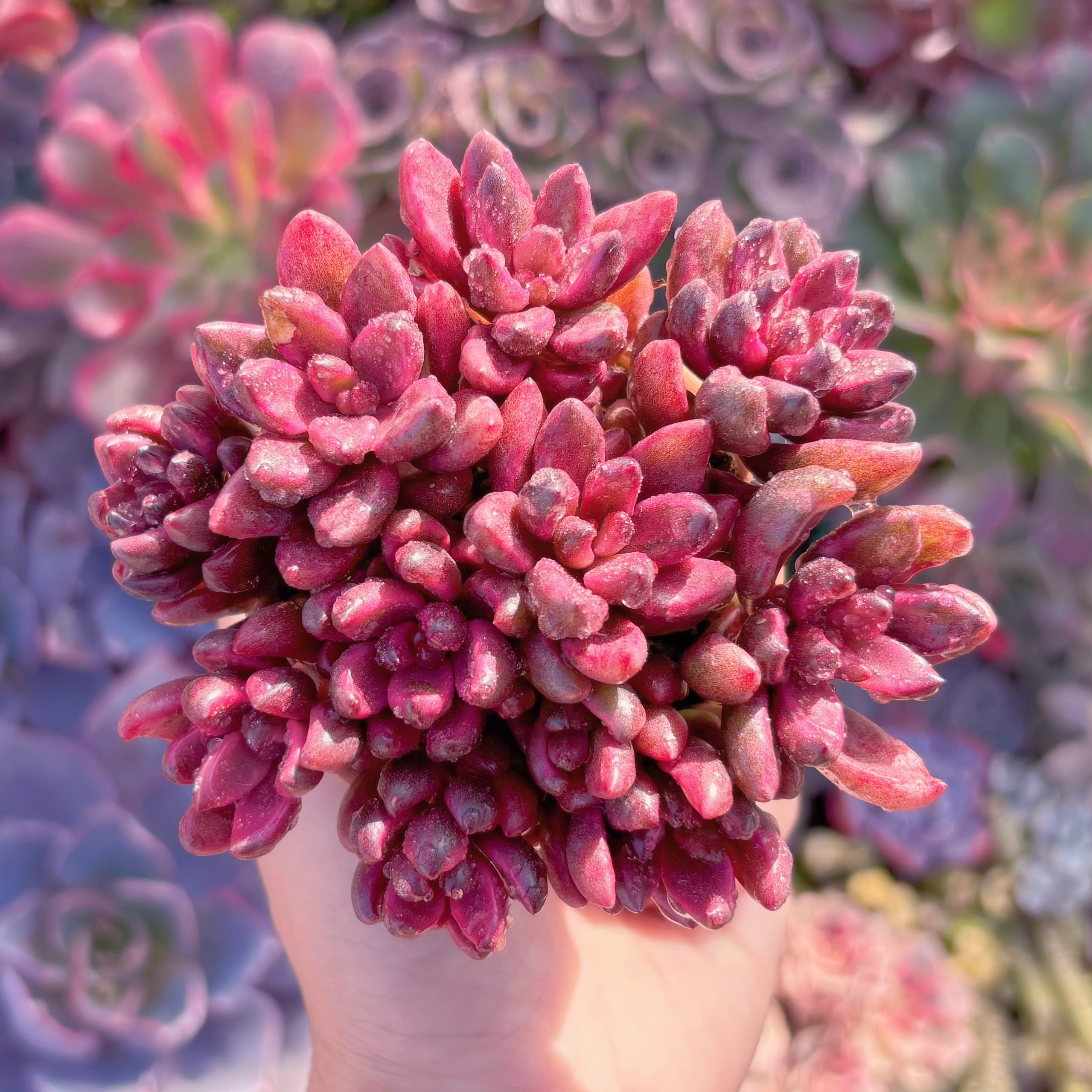 チョコレート錦　（約2cm）5個　多肉植物 多肉植物 チョコレート錦 新入荷 るる農園 | るる農園~多肉植物専門