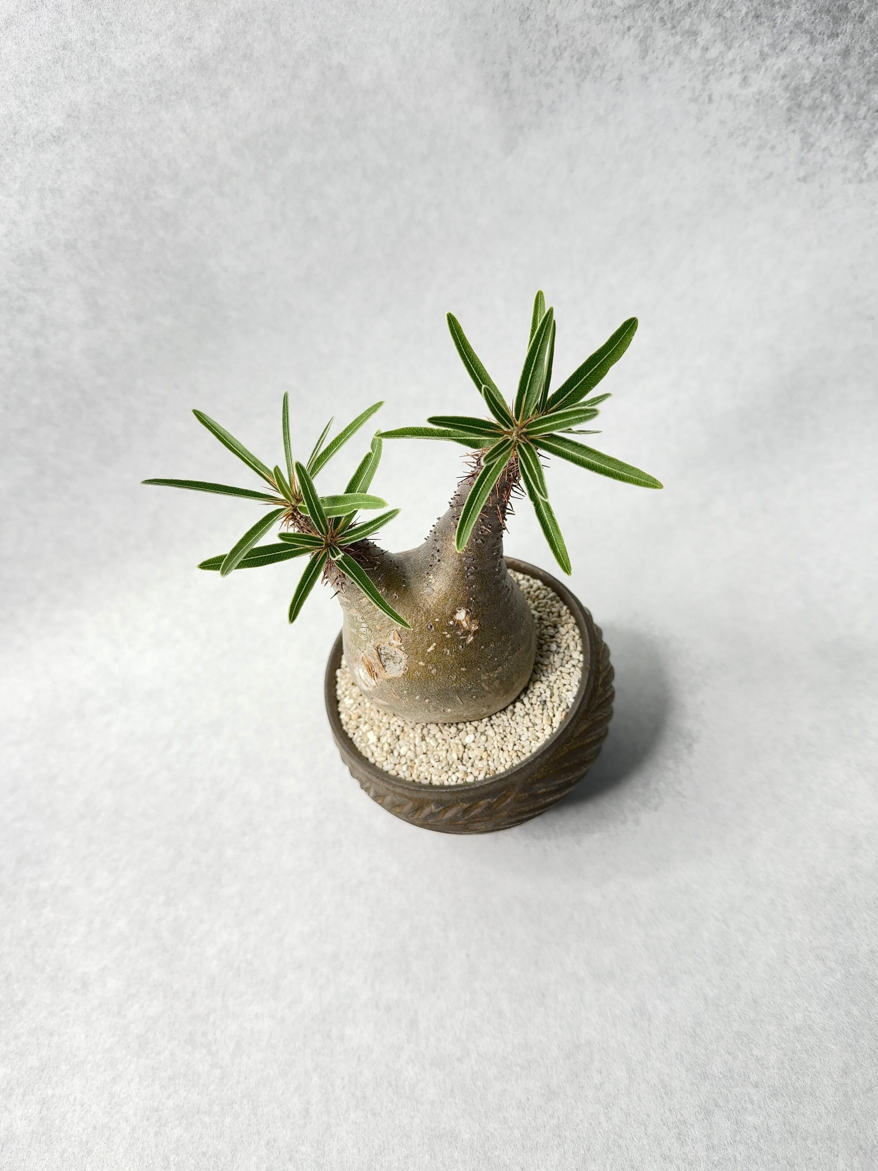 パキポディウム・グラキリス | trigger