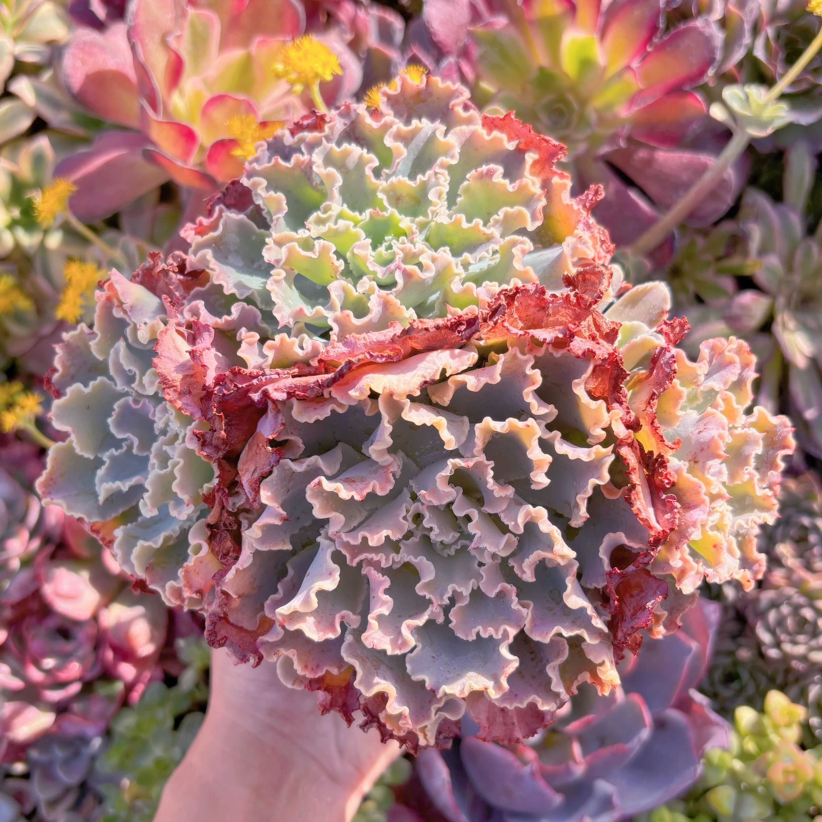 現品　Blue Curls#M281　大群生　新入荷　るる農園