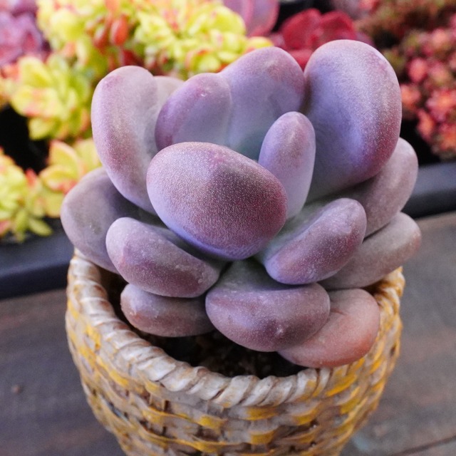 むちむち【香港美人錦】かわいい　韓国多肉