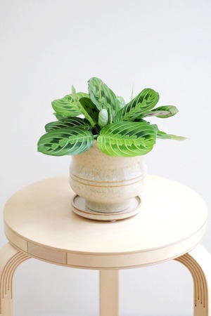 【M】マランタ レモンライム/Calathea