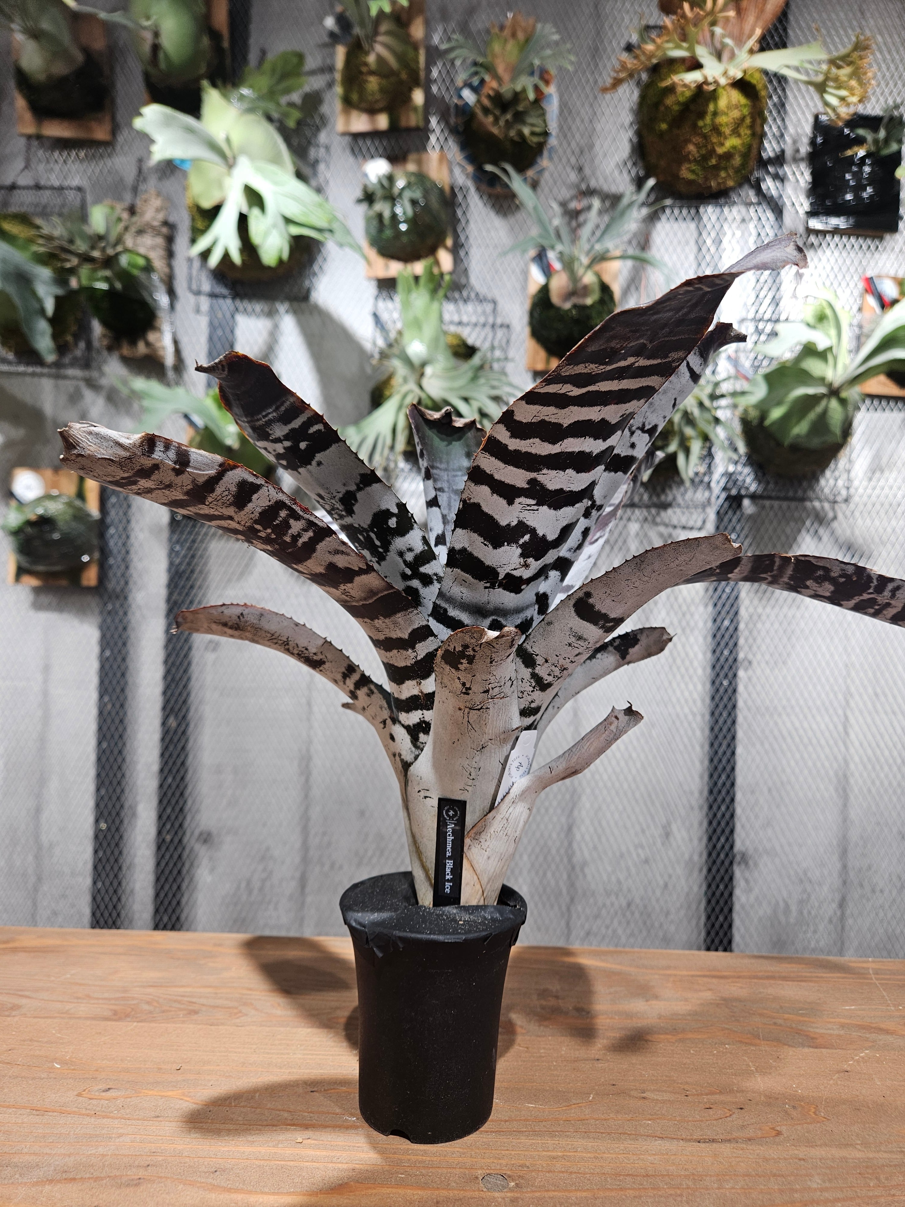 タンクブロメリア | artPLANTs （アートプランツ）