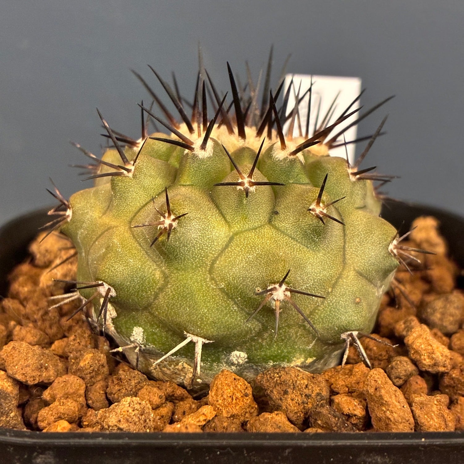 Copiapoa】サボテン コピアポア 黒王丸実生【709】 | PROTOLEAF プロト