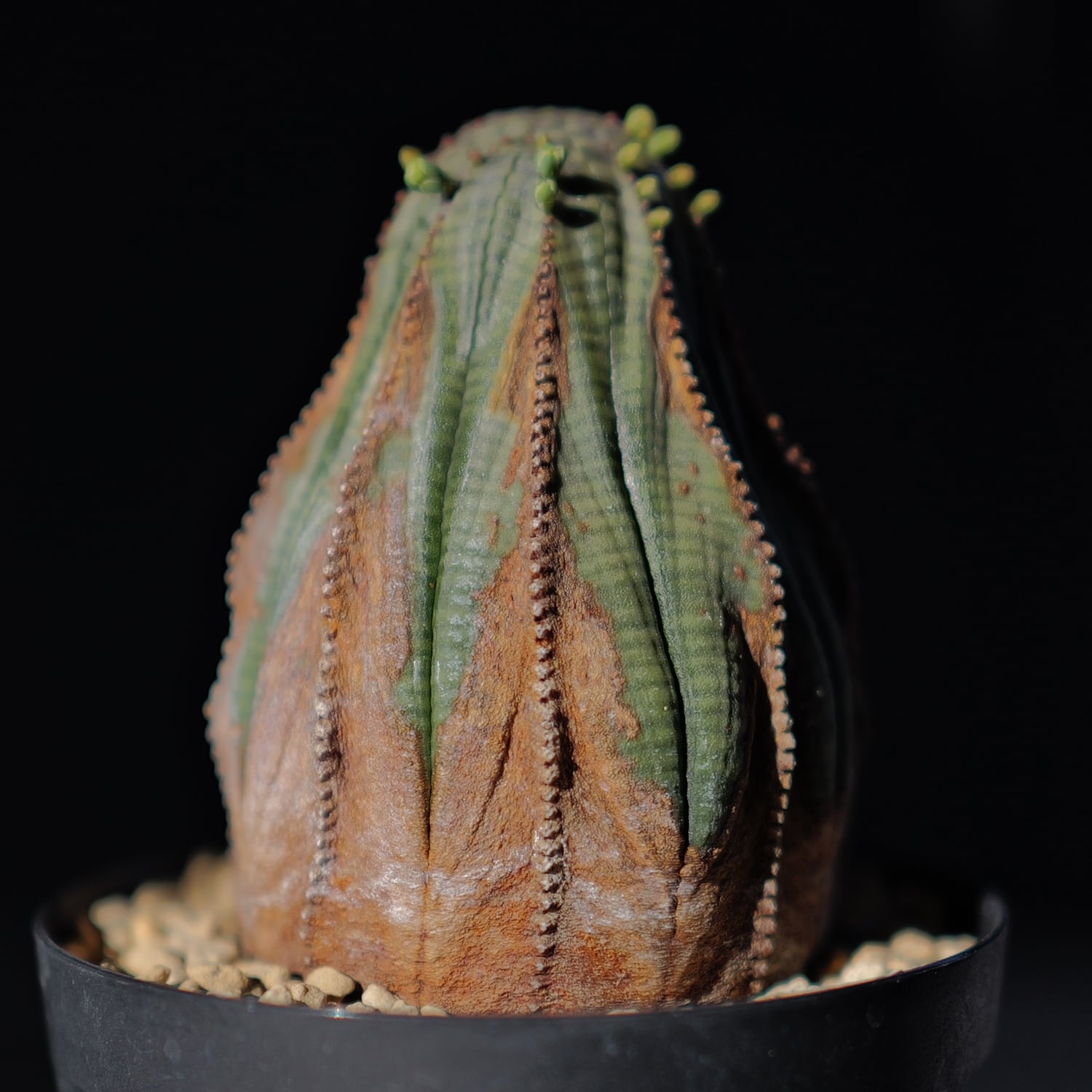 木質化 美模様 マウンテン オベサ / ユーフォルビア