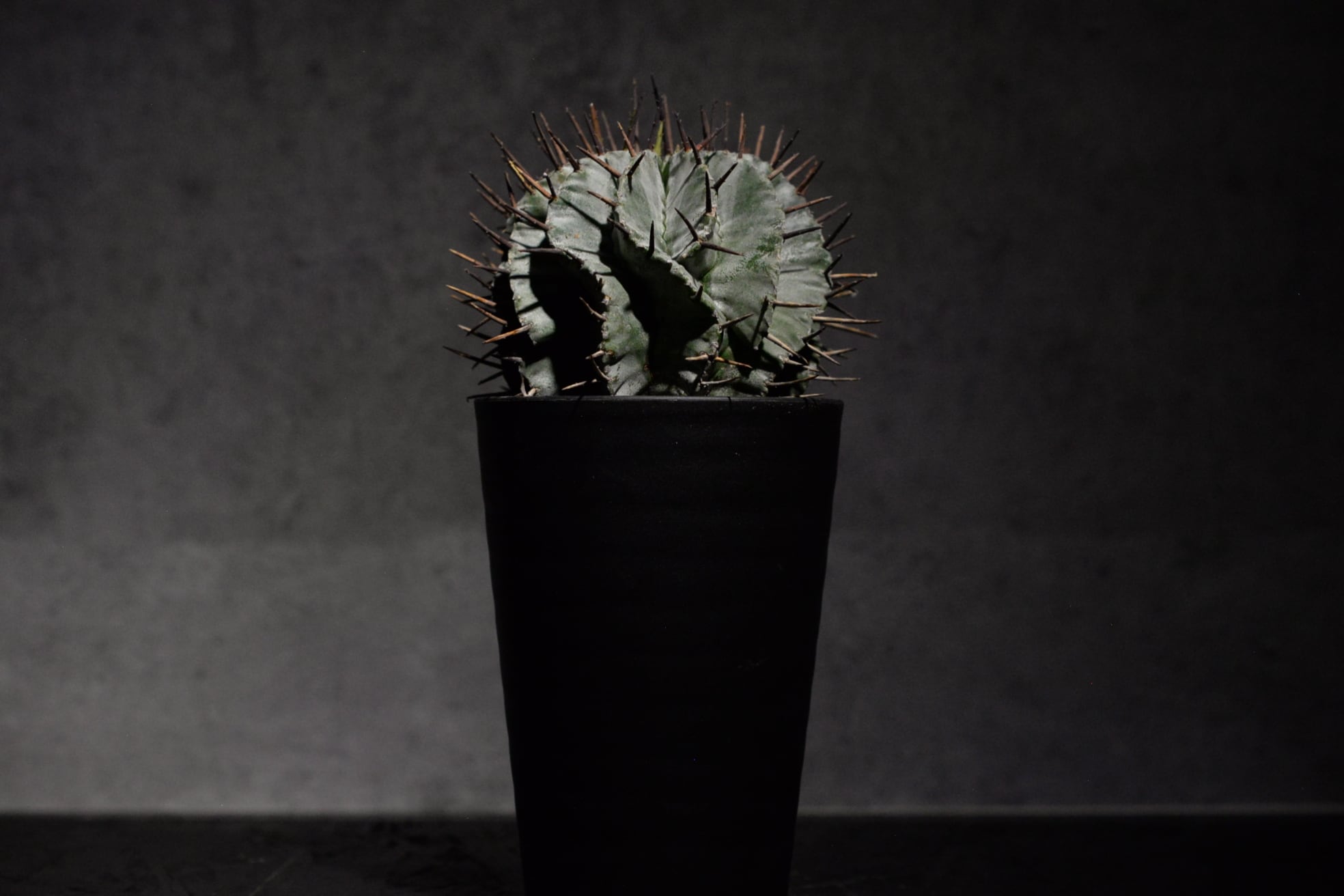 ユーフォルビア ホリダ マジョール | N collect plants