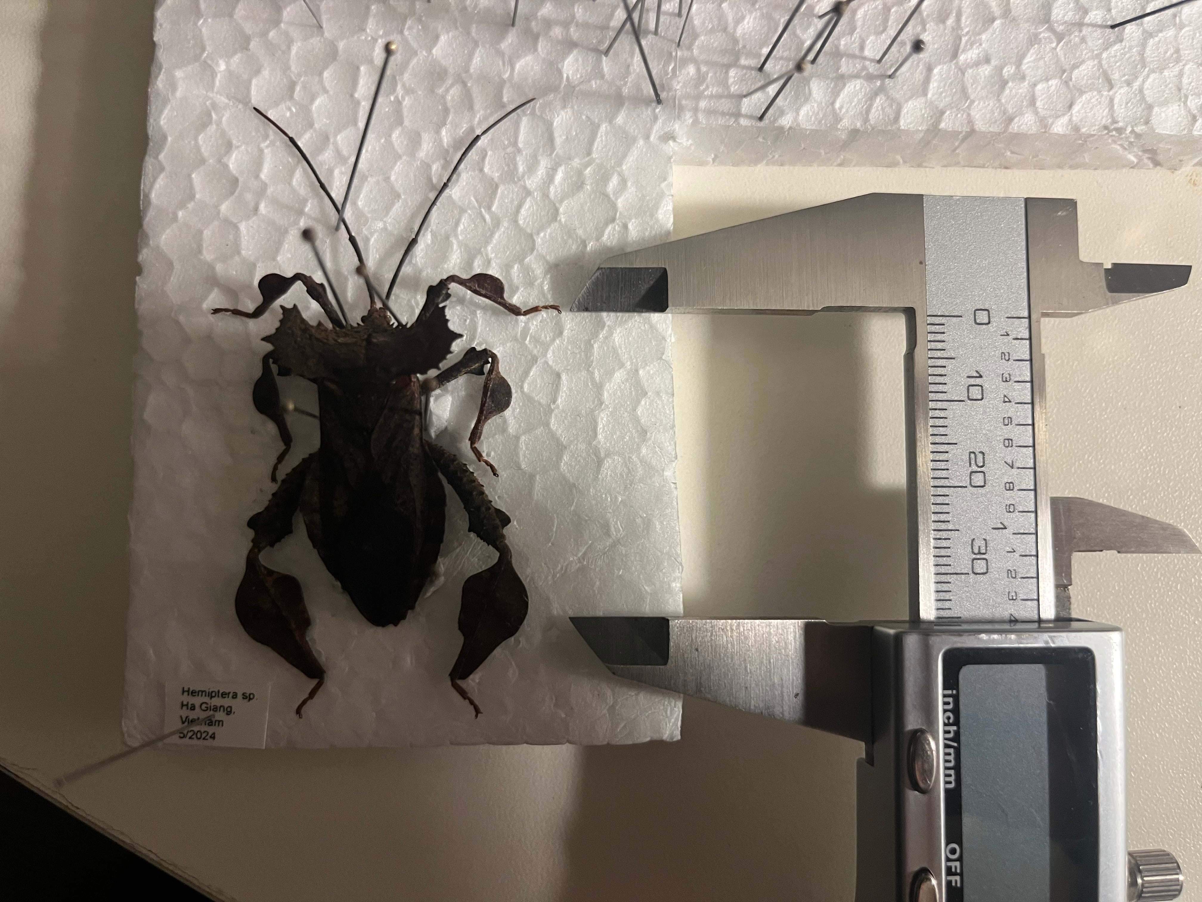 【極美展足】オウサマヘリカメムシ 36mm サシガメ甲虫昆虫標本 36mm】オウサマヘリカメムシサシガメ甲虫昆虫標本ハムシフンチュウ亀虫