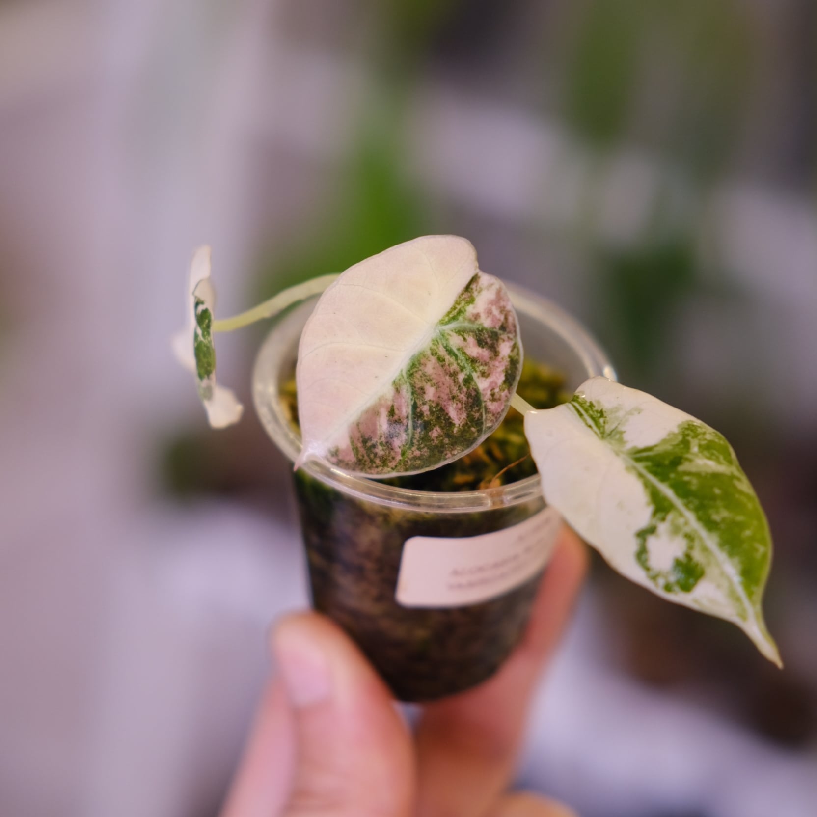 斑入りアロカシア / Premium Alocasia | tokyoplants / 観葉植物専門店