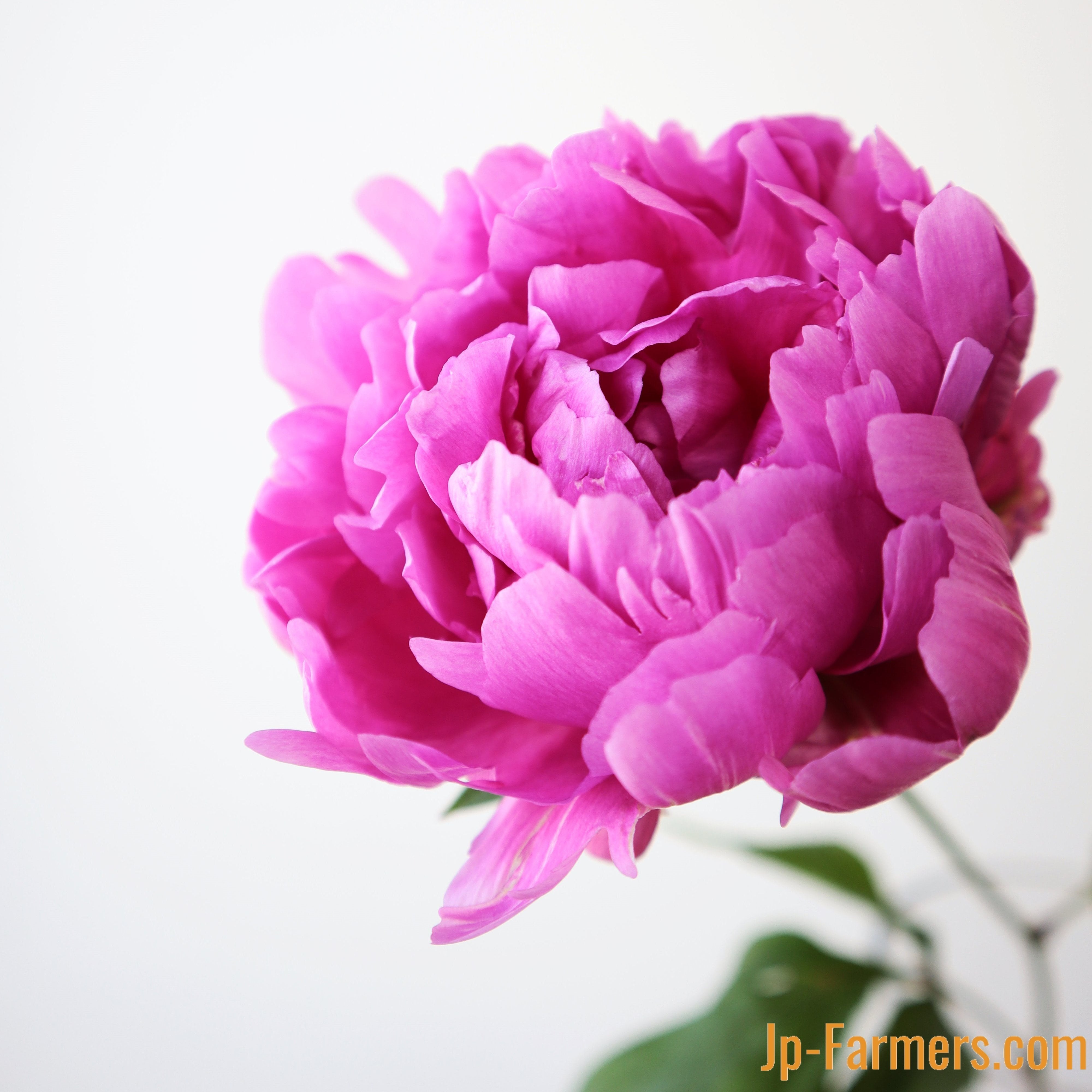 シャクヤク | 新鮮お花問屋 Jp-Farmers.com