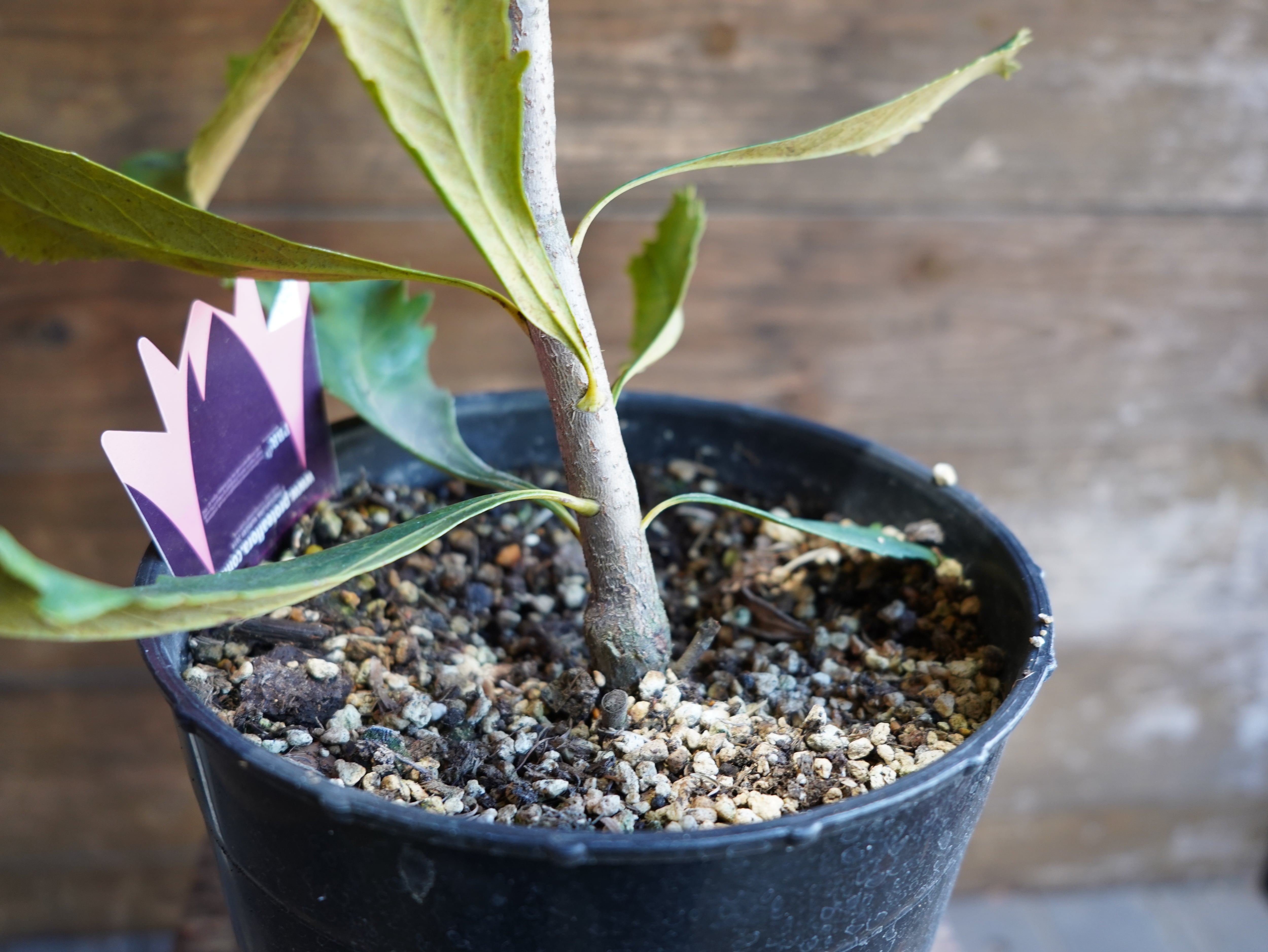 【現物】テロペア　”シェイディレディイエロー”