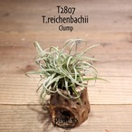 【送料無料】reichenbachii clump〔エアプランツ〕現品発送T2807