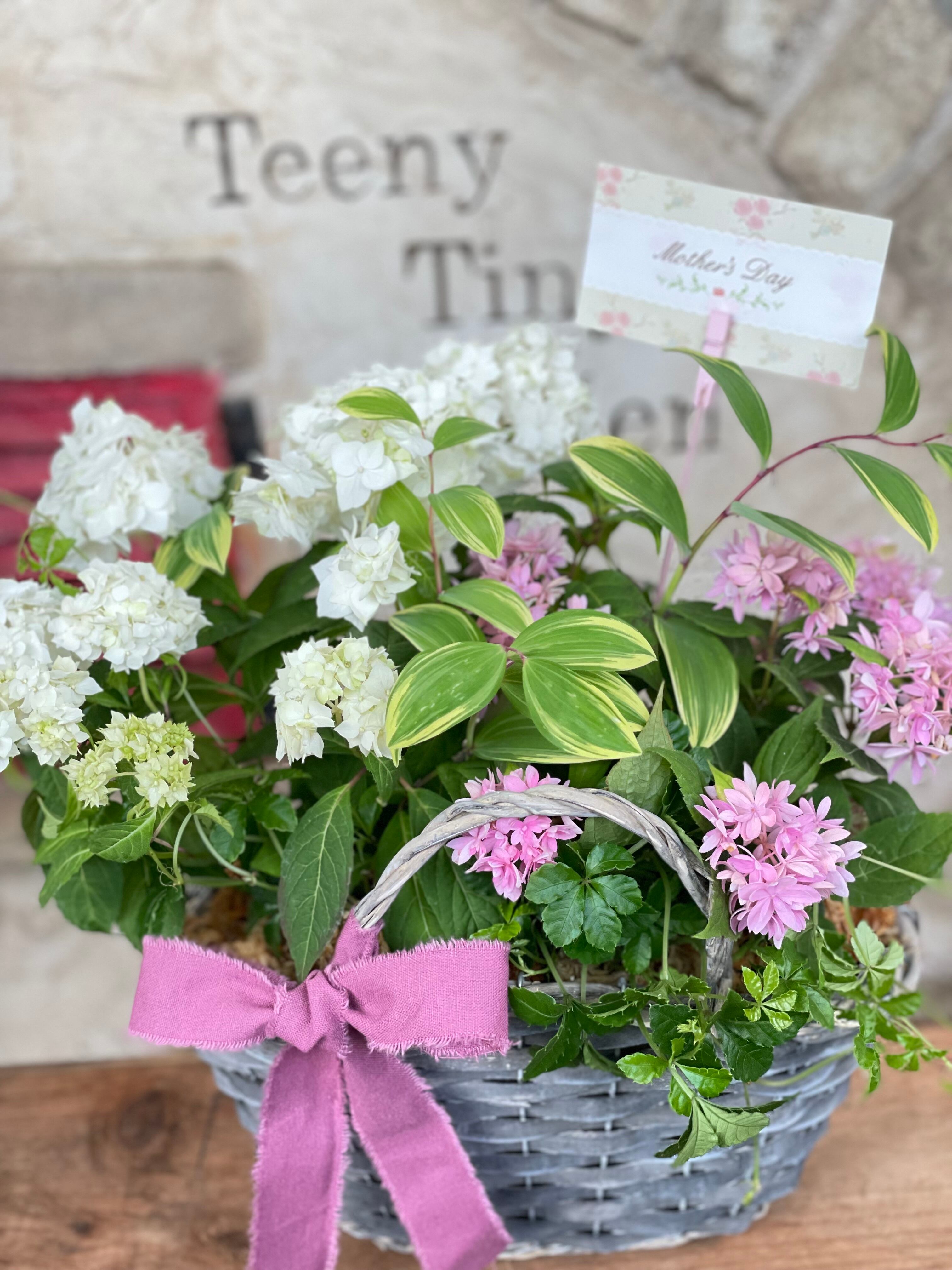 アネモネシフォンダブル | Teeny Tiny Gardenshop