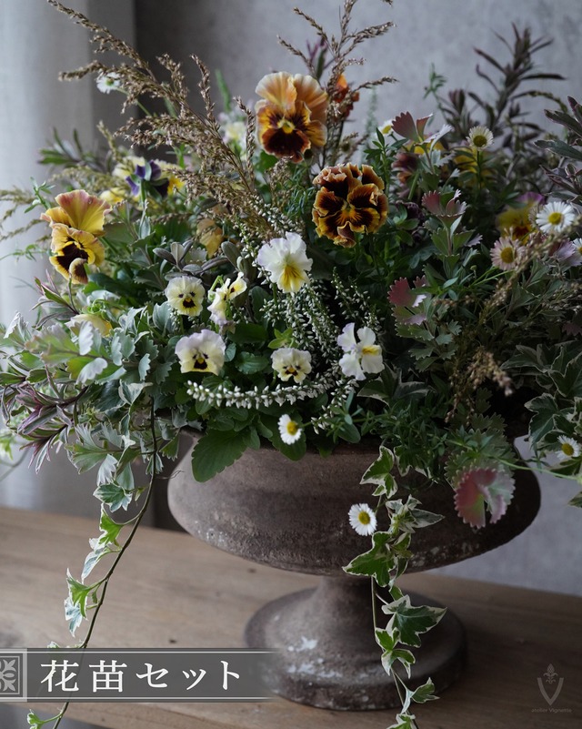 【花苗セット】 アンティーク色ハボタンリース40cm用　ラベンダービオラ＋えんじ色リーフ